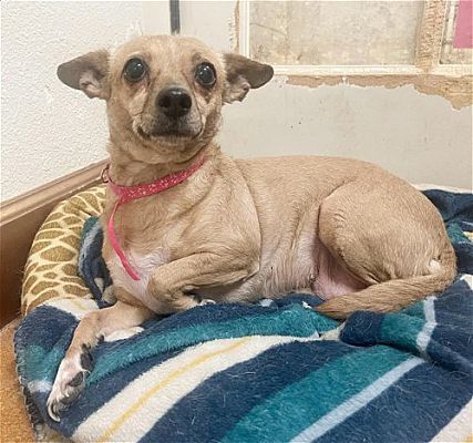 Enlarge Nala, a Adopted mixed breed in PHOENIX, AZ image 2/5