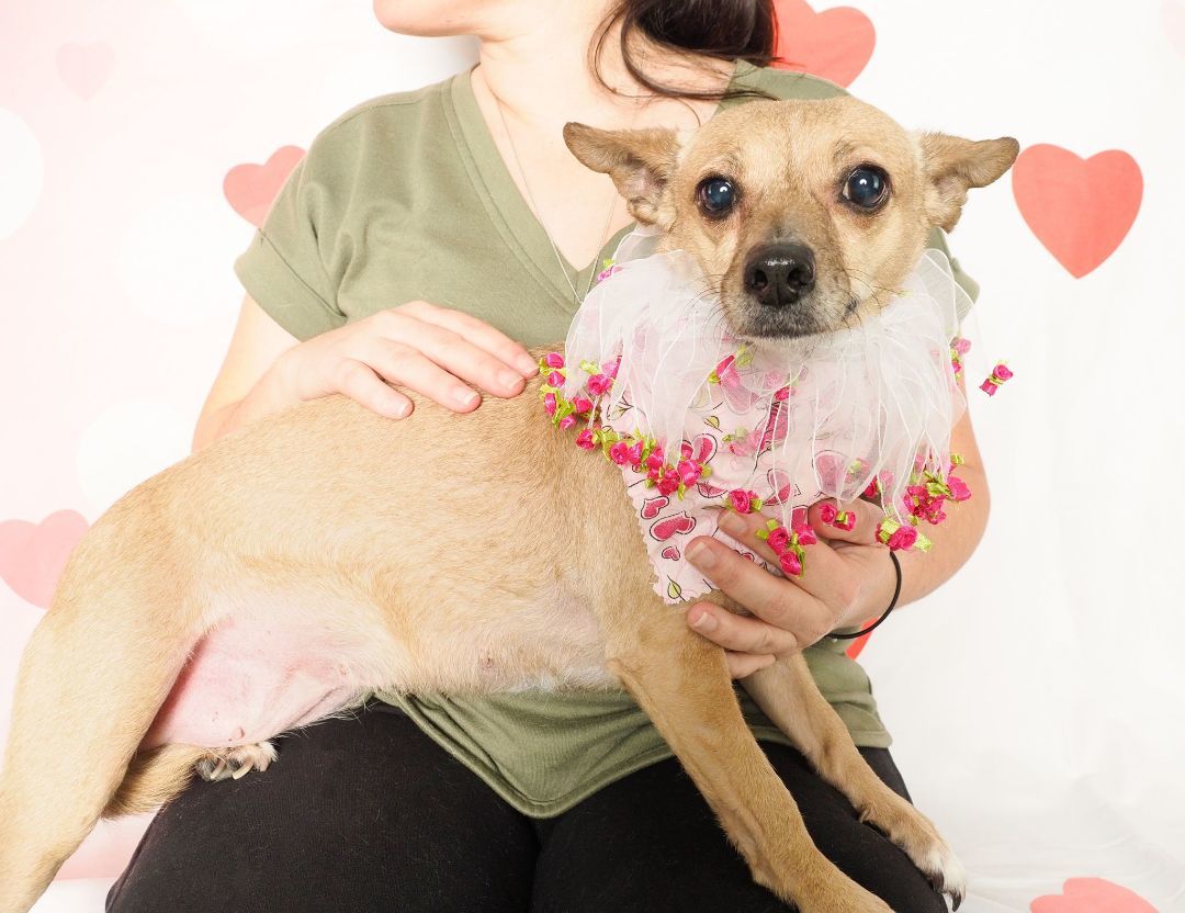 Enlarge Nala, a Adopted mixed breed in PHOENIX, AZ image 3/5