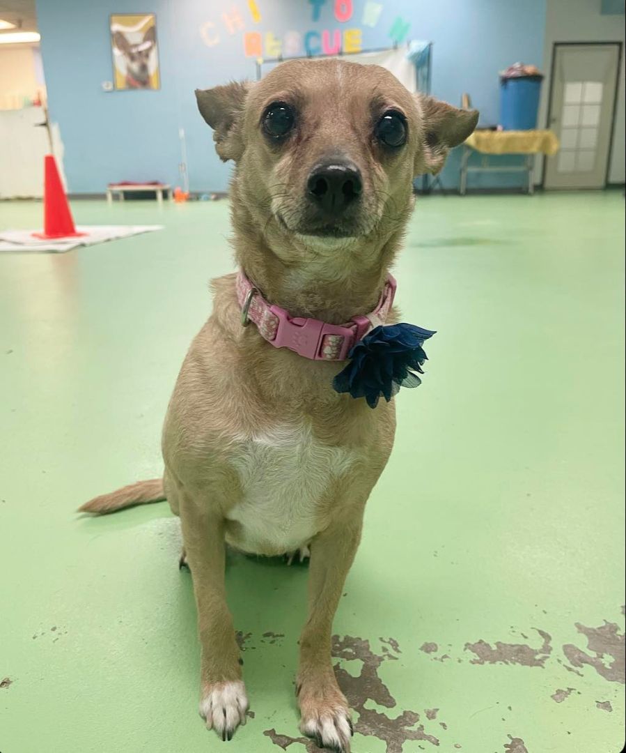 Enlarge Nala, a Adopted mixed breed in PHOENIX, AZ image 4/5