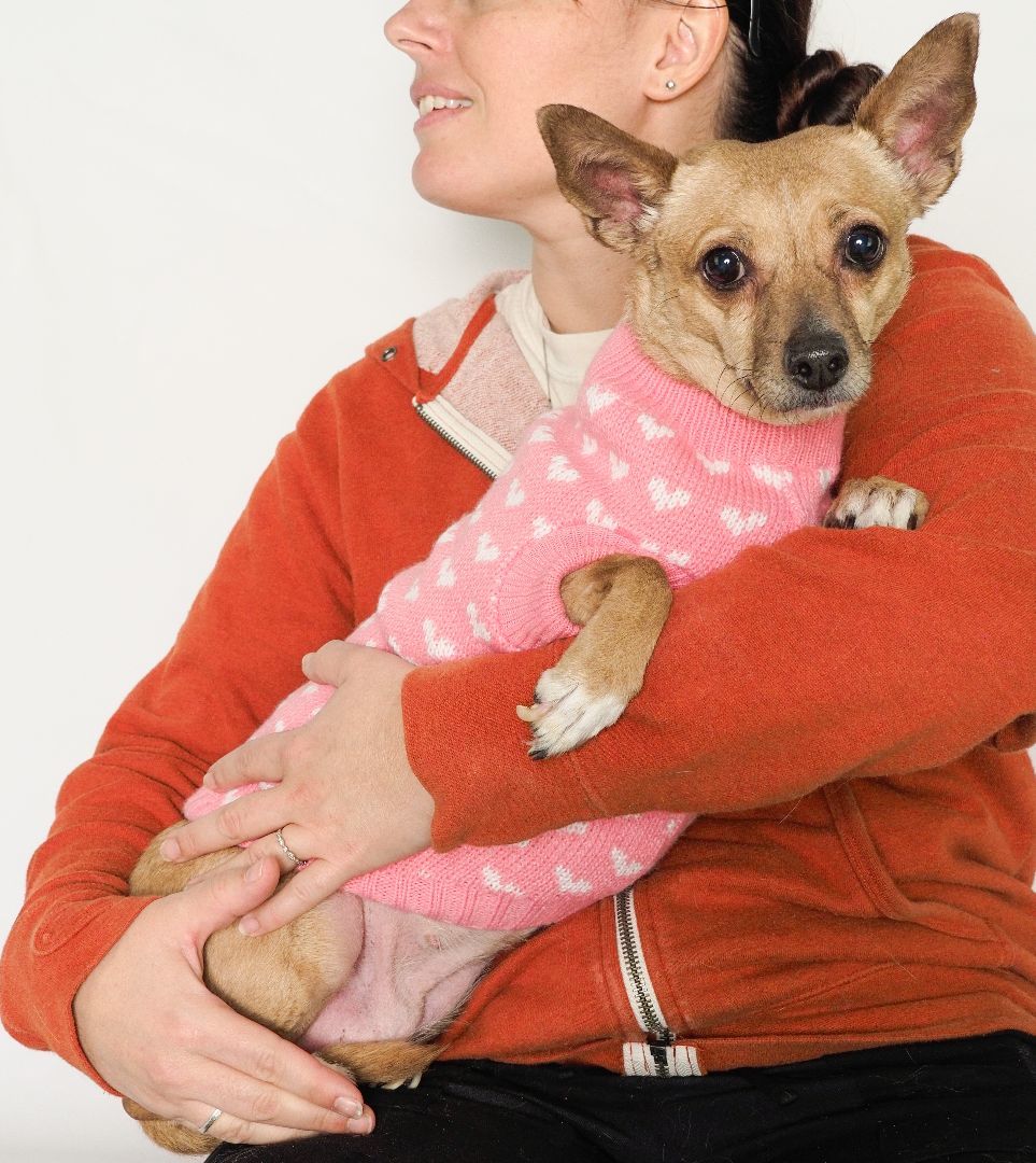 Enlarge Nala, a Adopted mixed breed in PHOENIX, AZ image 5/5