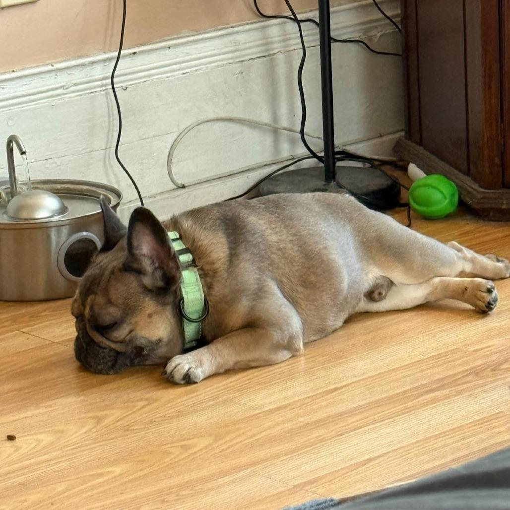 Max, Adoptable, Adult Male French Bulldog.