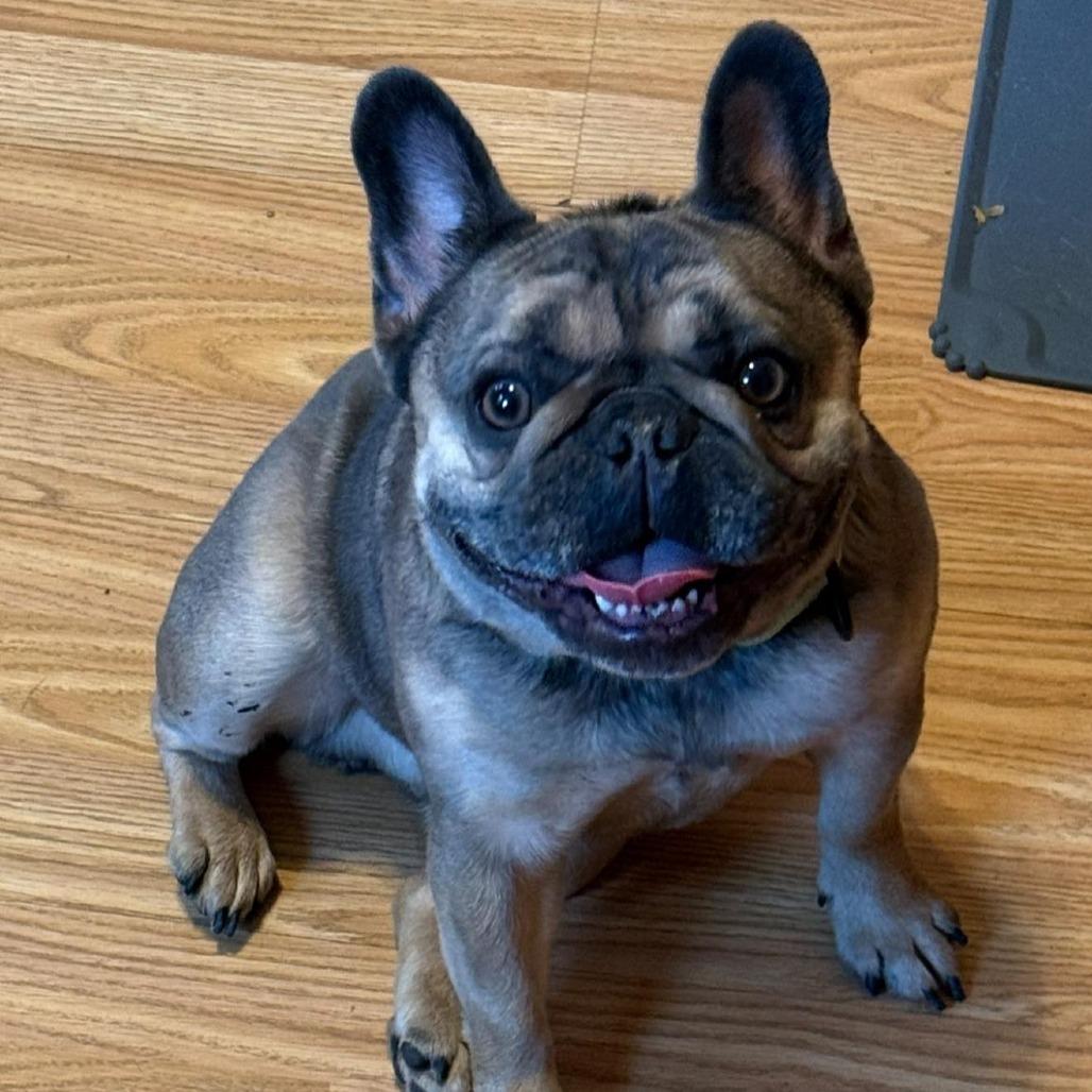 Enlarge Max, a Adoptable French Bulldog in Huber Heights, OH image 2/5