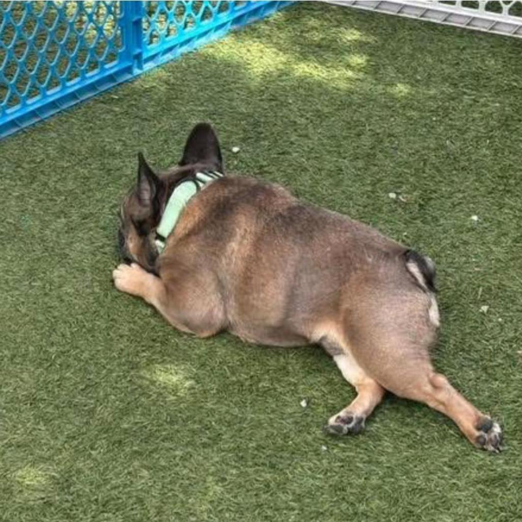 Enlarge Max, a Adoptable French Bulldog in Huber Heights, OH image 3/5