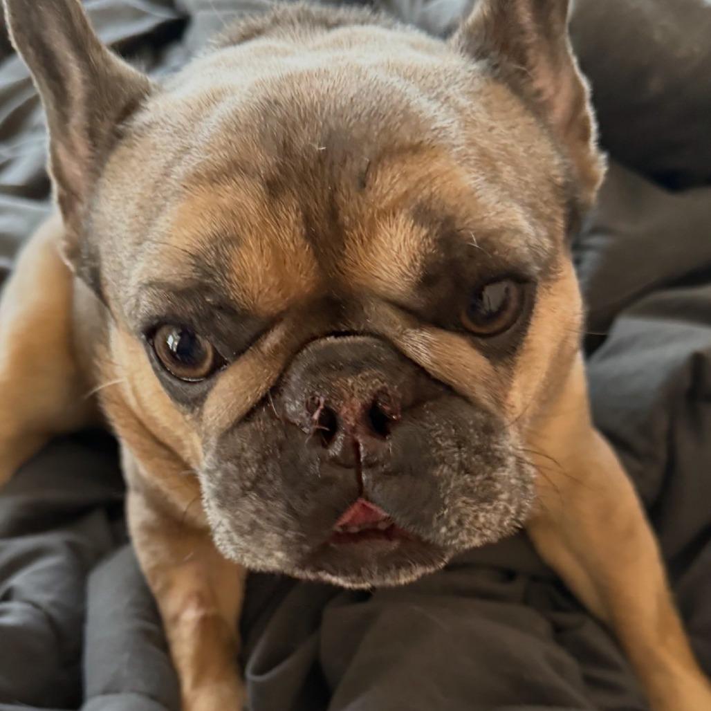 Enlarge Max, a Adoptable French Bulldog in Huber Heights, OH image 4/5