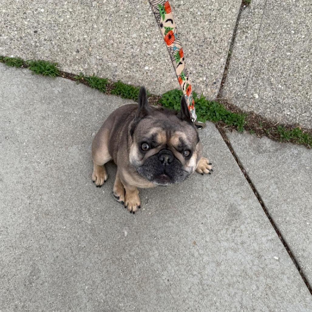 Enlarge Max, a Adoptable French Bulldog in Huber Heights, OH image 5/5