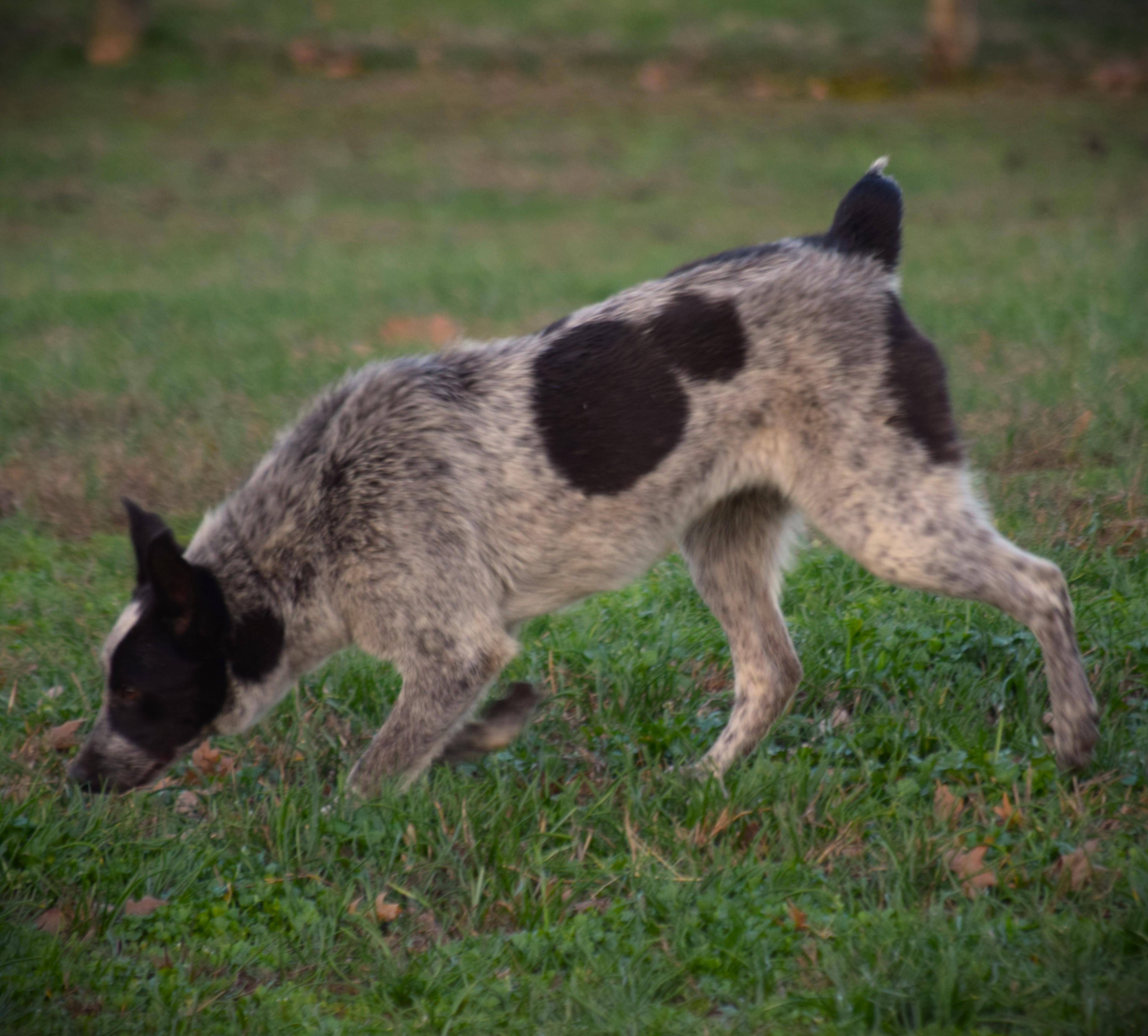 Enlarge Jamie-Joyful!!!, a ADOPTABLE Australian Cattle Dog / Blue Heeler in Rockport, IN image 2/4