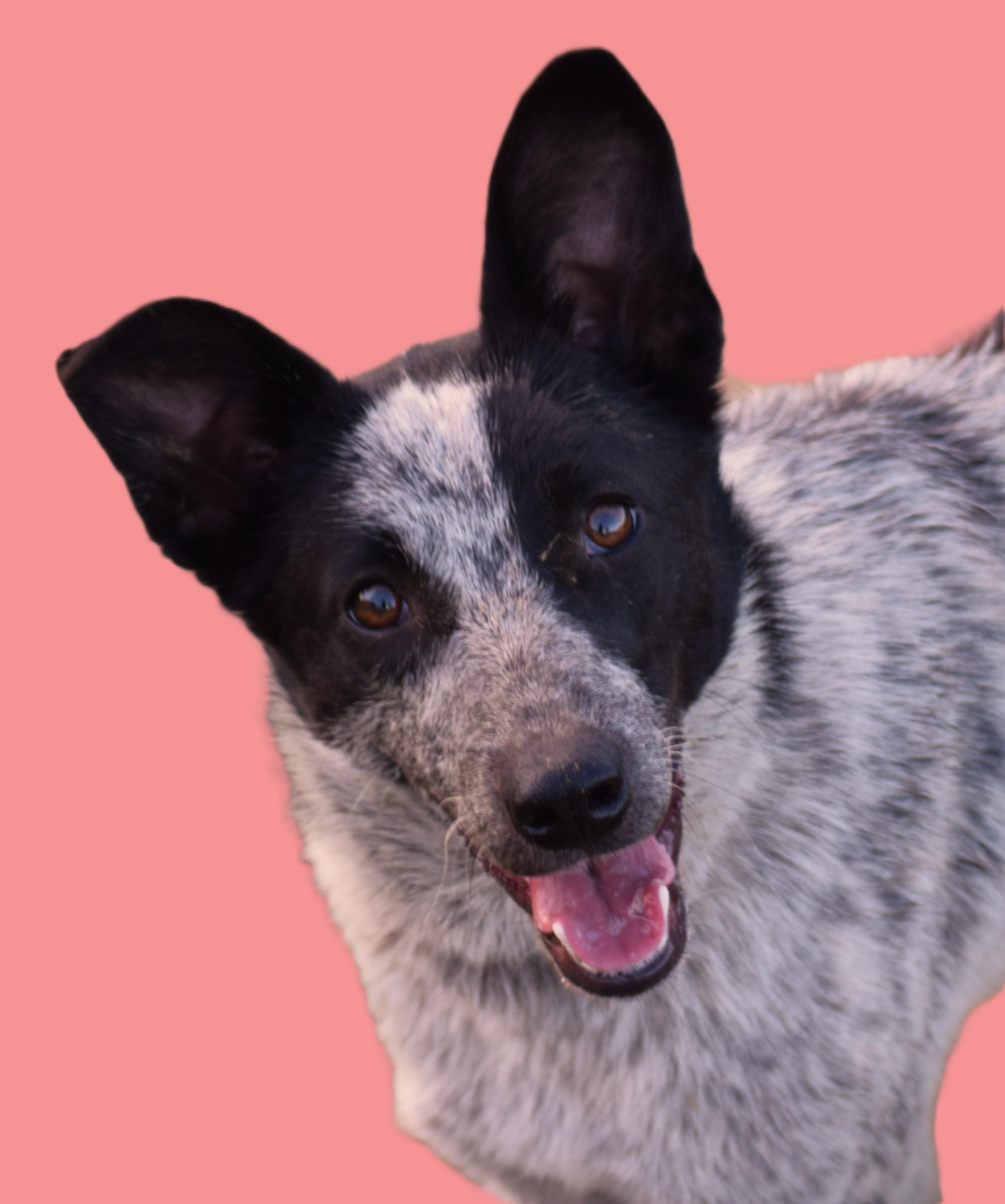 Enlarge Jamie-Joyful!!!, a ADOPTABLE Australian Cattle Dog / Blue Heeler in Rockport, IN image 1/4