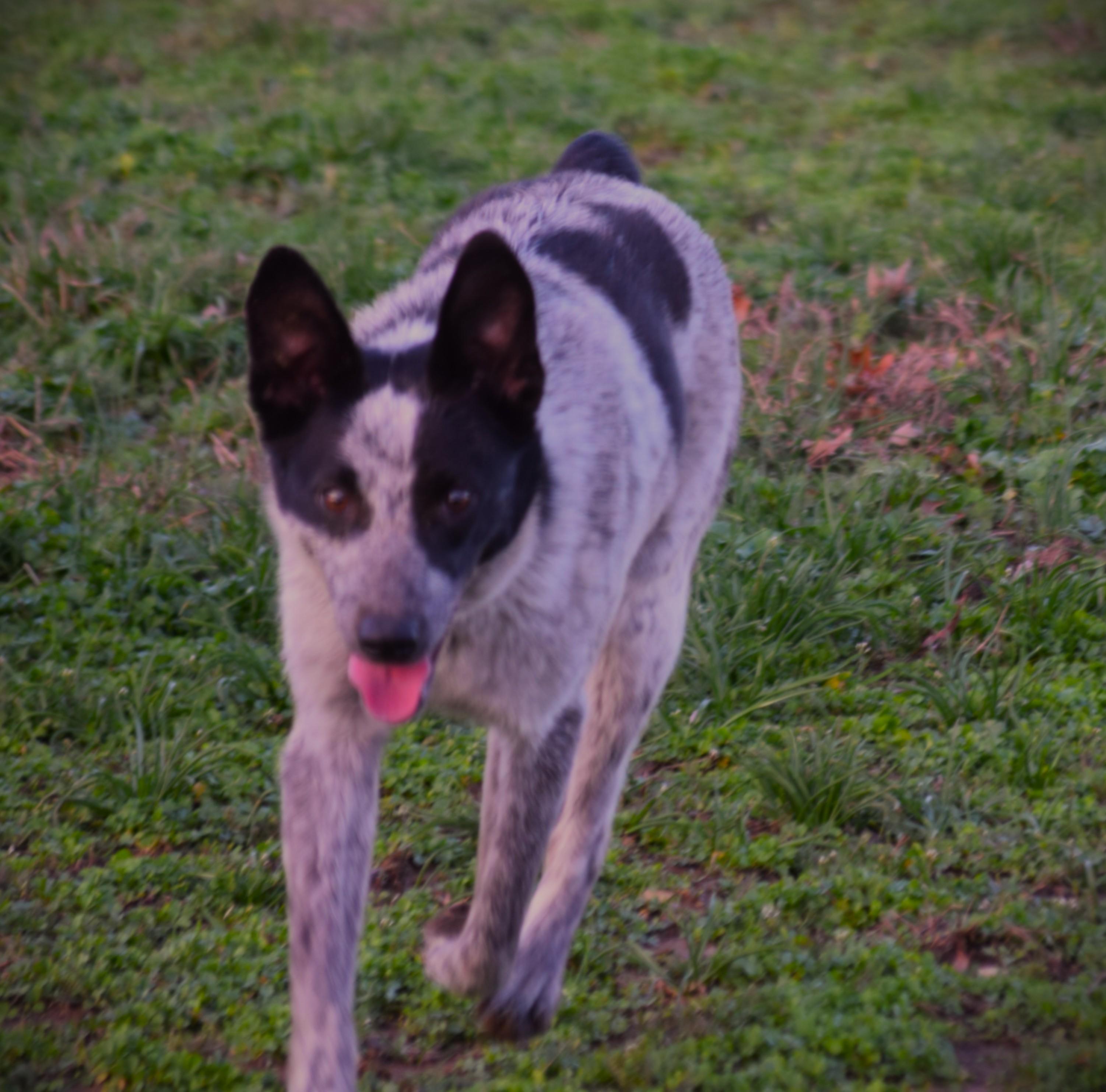 Enlarge Jamie-Joyful!!!, a ADOPTABLE Australian Cattle Dog / Blue Heeler in Rockport, IN image 4/4