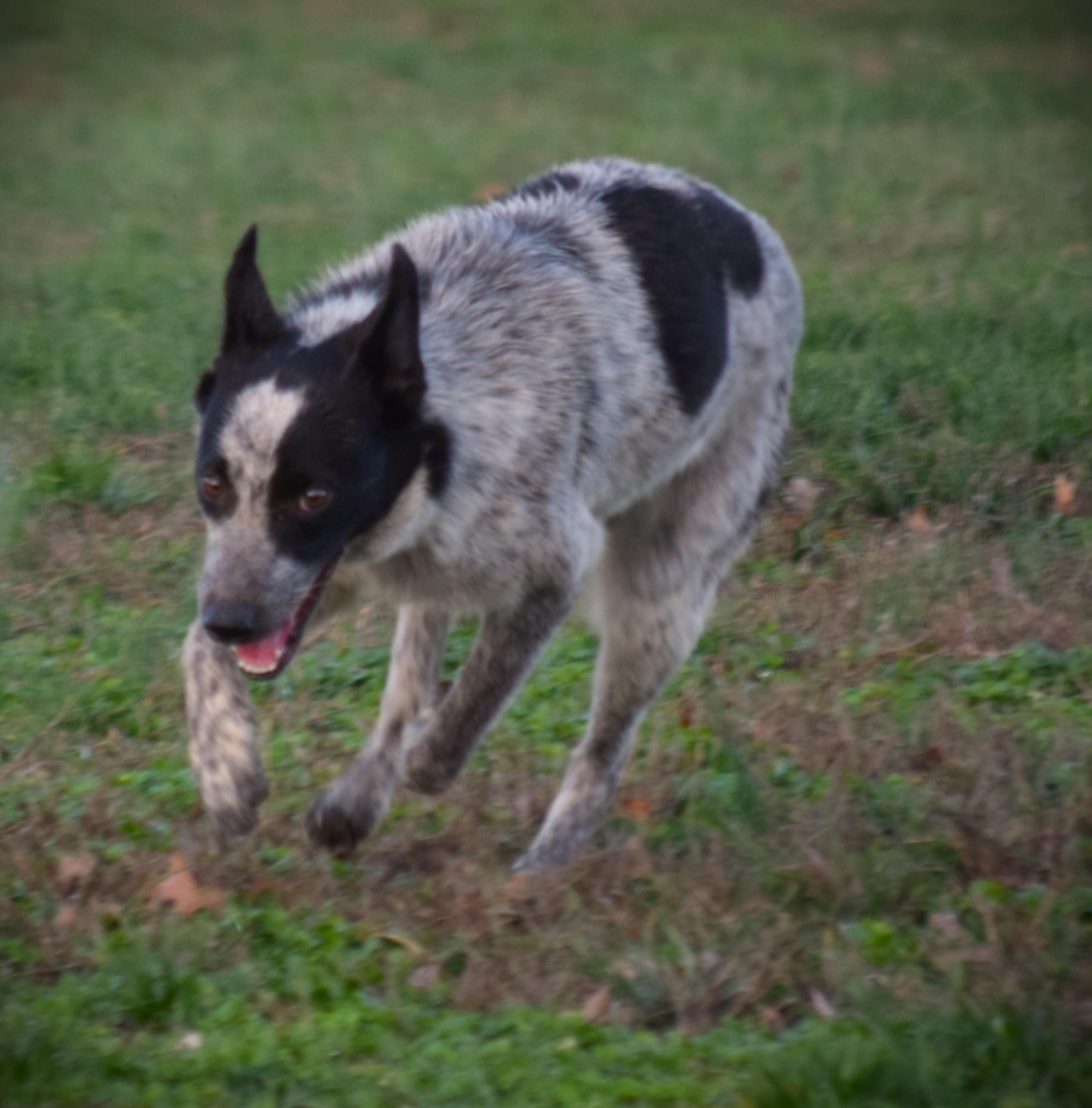 Enlarge Jamie-Joyful!!!, a ADOPTABLE Australian Cattle Dog / Blue Heeler in Rockport, IN image 3/4