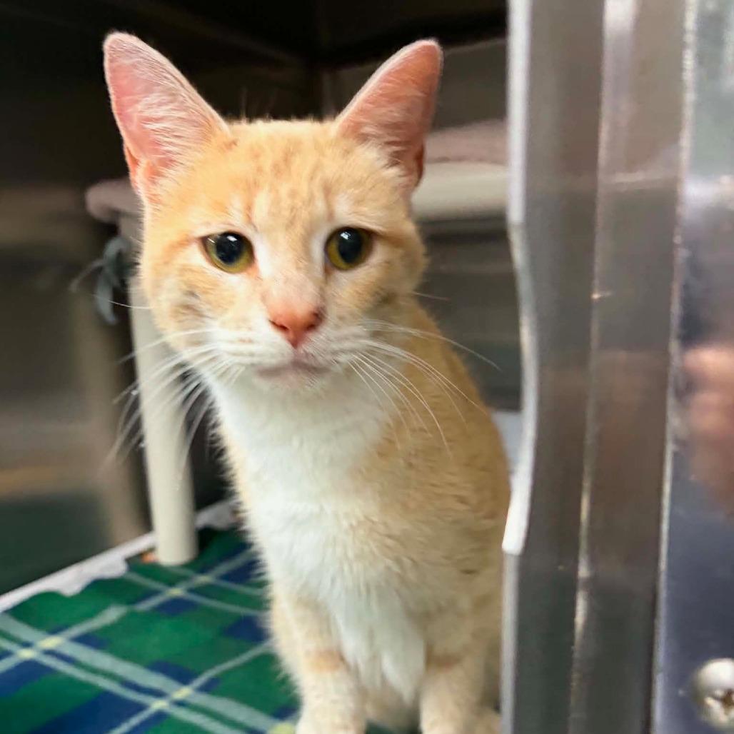 Enlarge Peachy, a Adoptable Domestic Short Hair in Marion, VA image 1/1