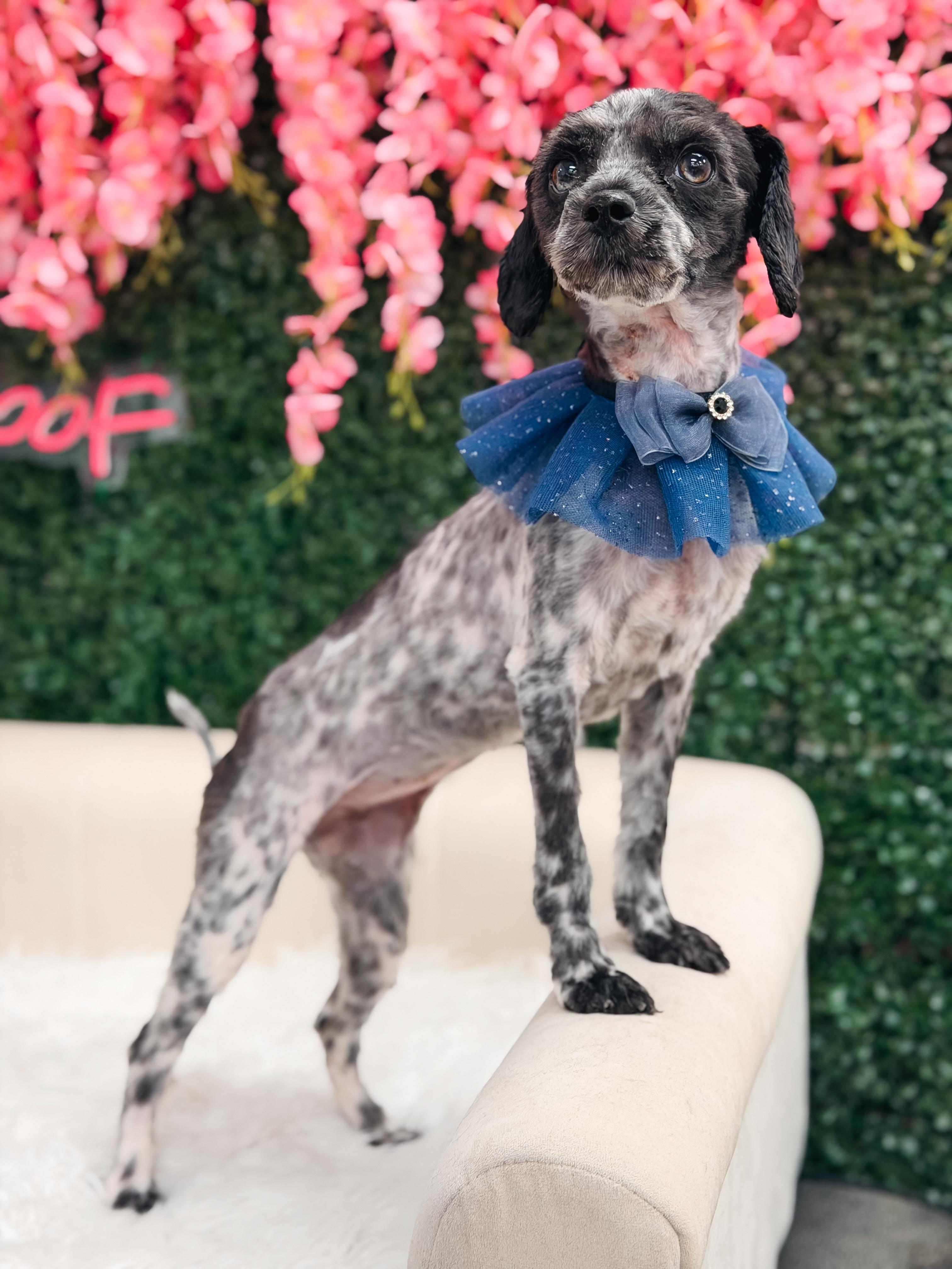 Pepper, a ADOPTABLE mixed breed in Atlanta, GA image 5/5