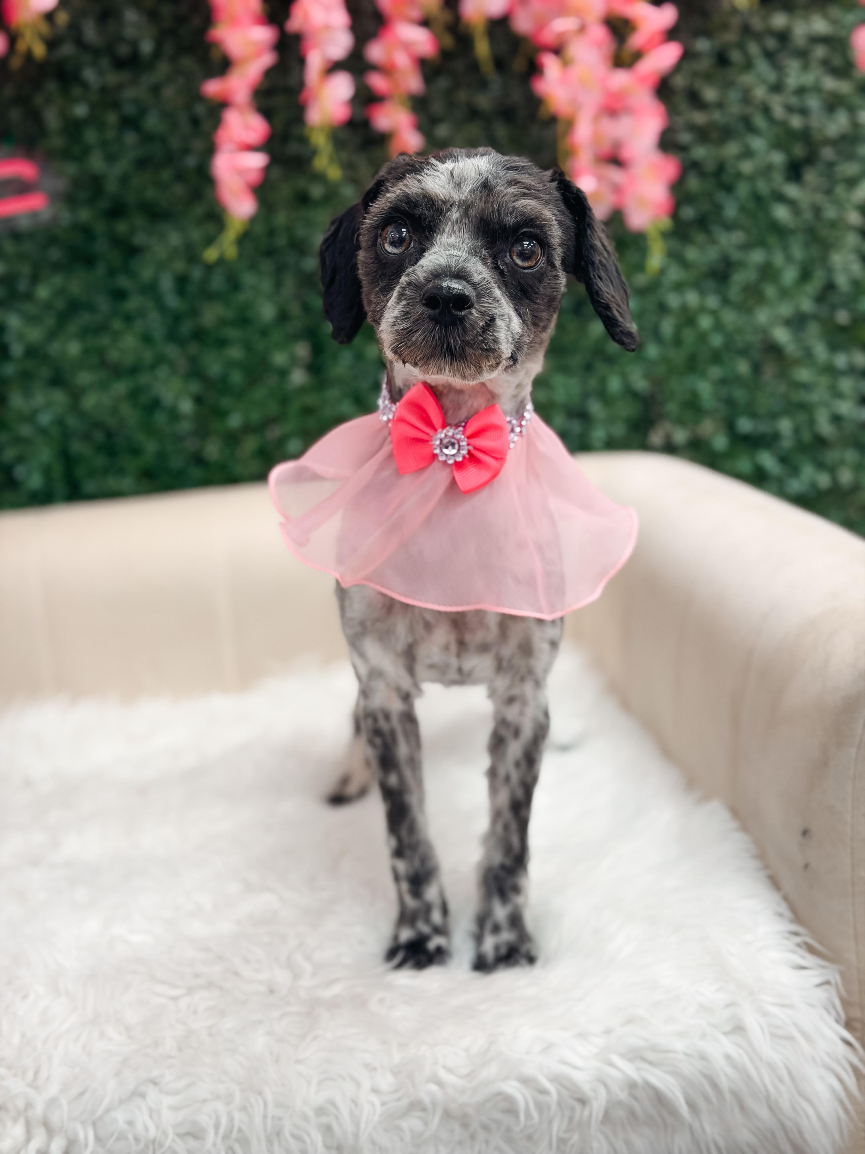 Pepper, a ADOPTABLE mixed breed in Atlanta, GA image 1/5
