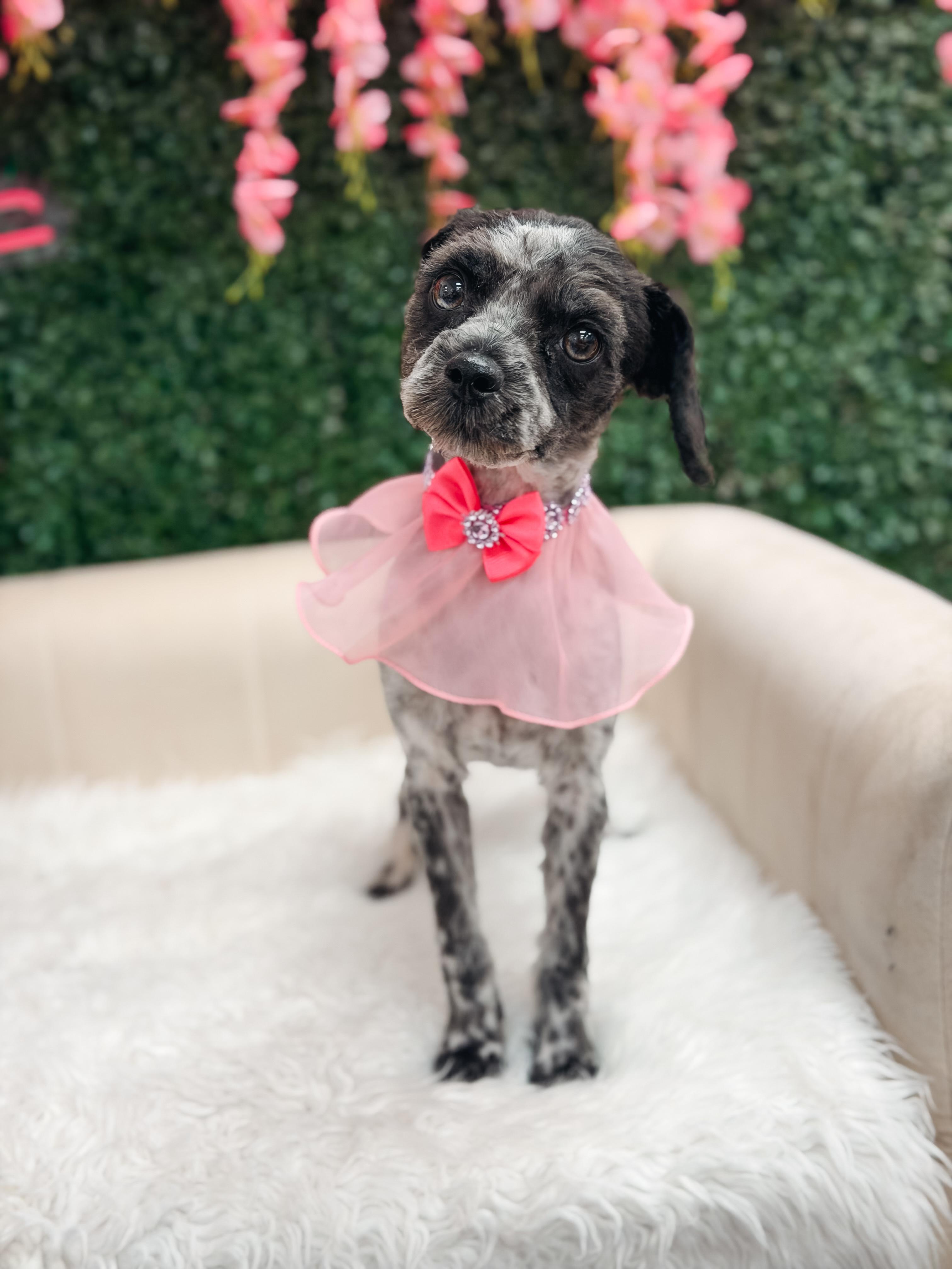 Pepper, a ADOPTABLE mixed breed in Atlanta, GA image 3/5