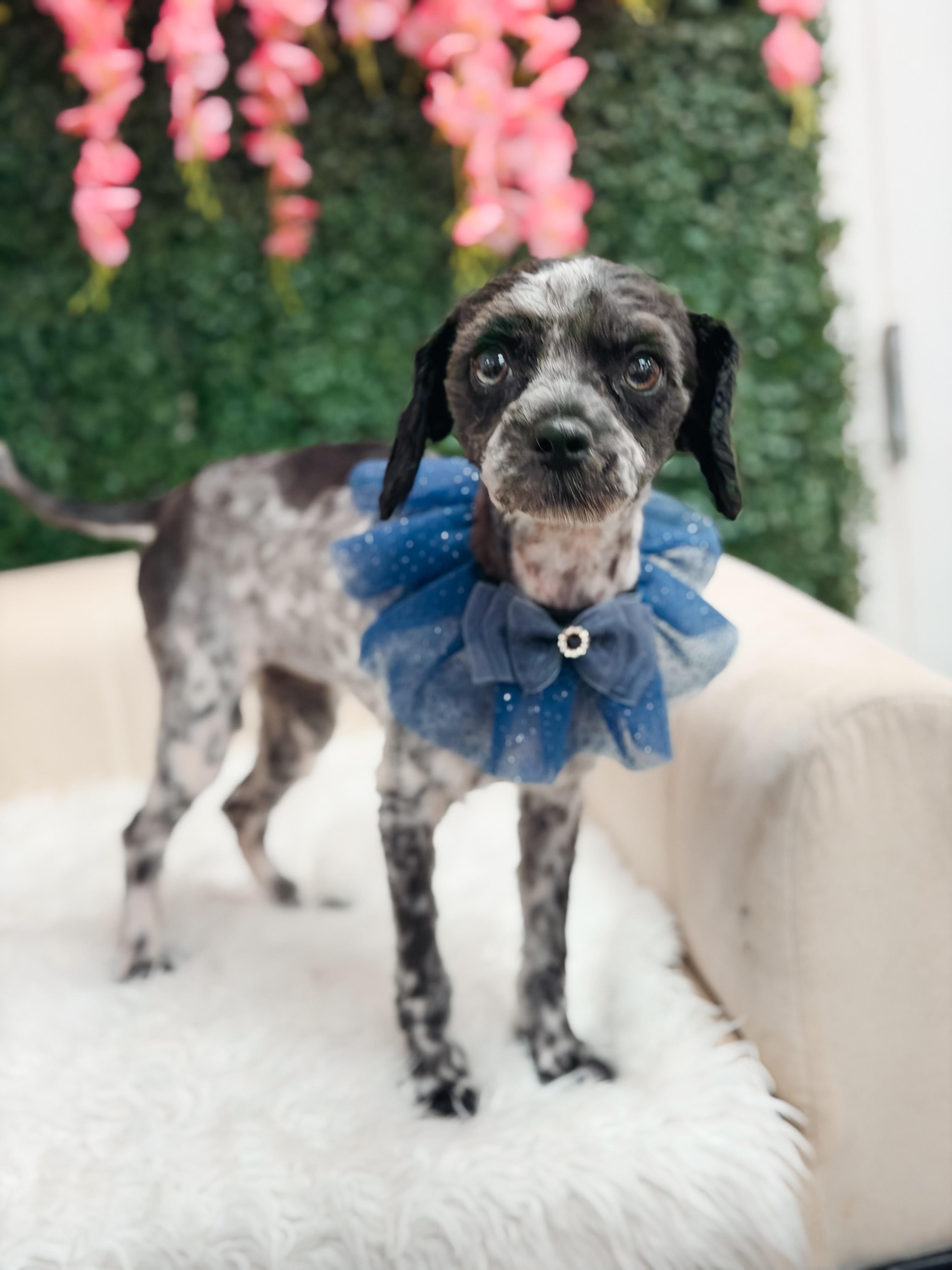 Pepper, a ADOPTABLE mixed breed in Atlanta, GA image 4/5