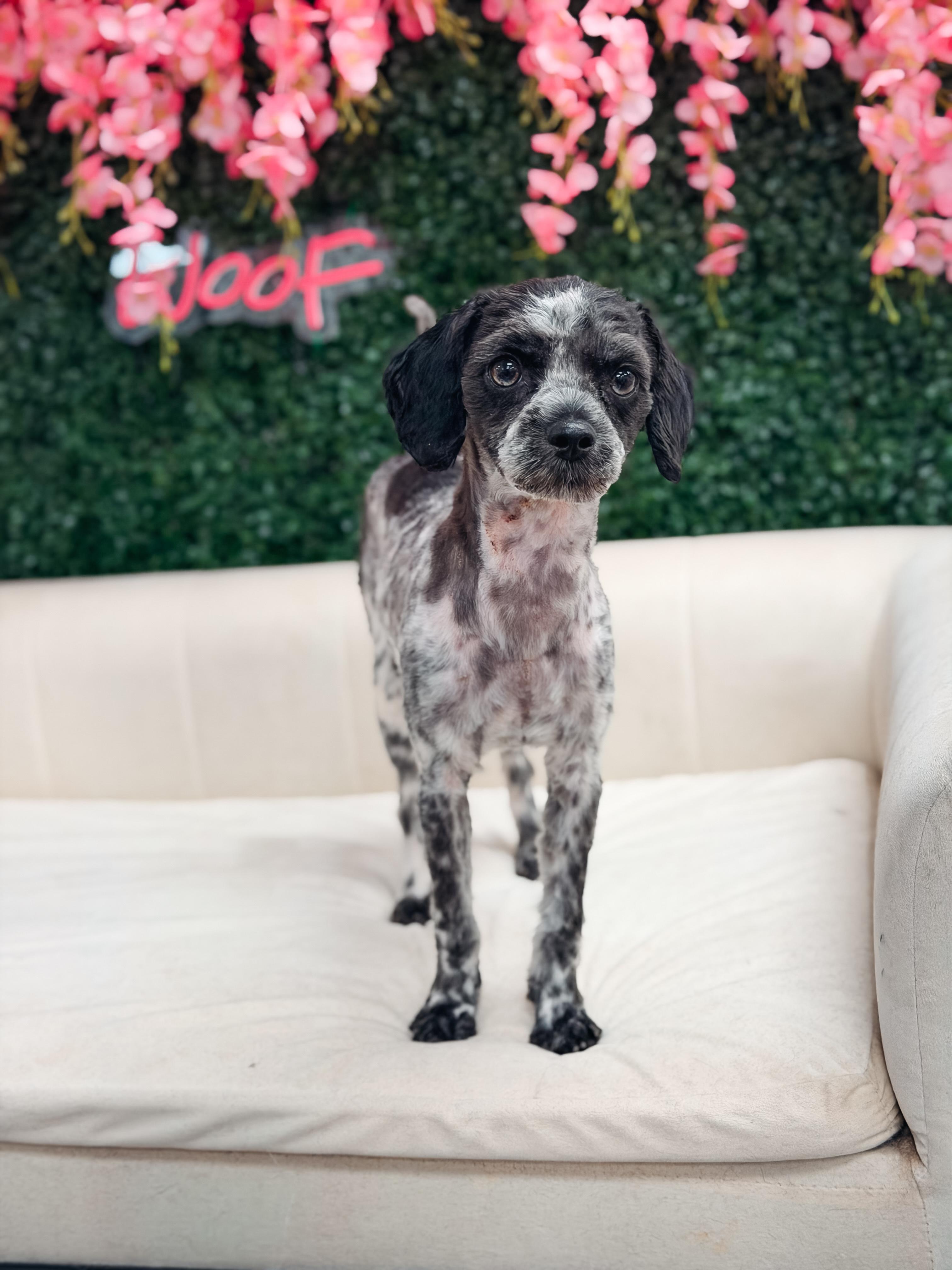 Pepper, a ADOPTABLE mixed breed in Atlanta, GA image 2/5