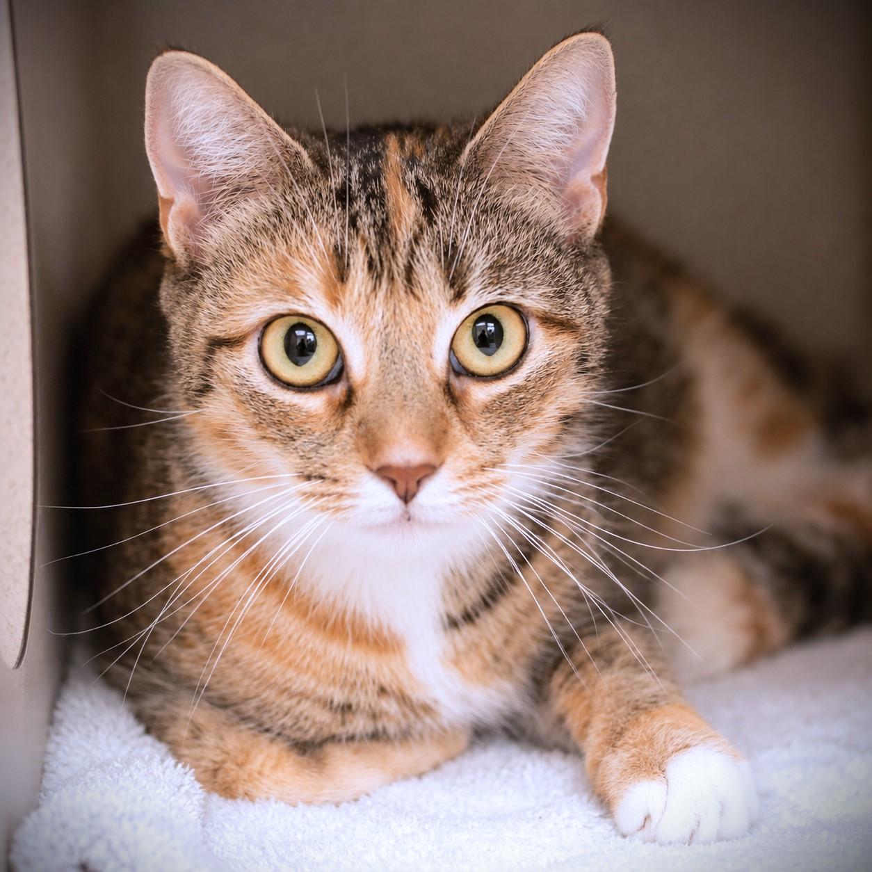 Dorothy, adoptable, Adult Female Domestic Short Hair.