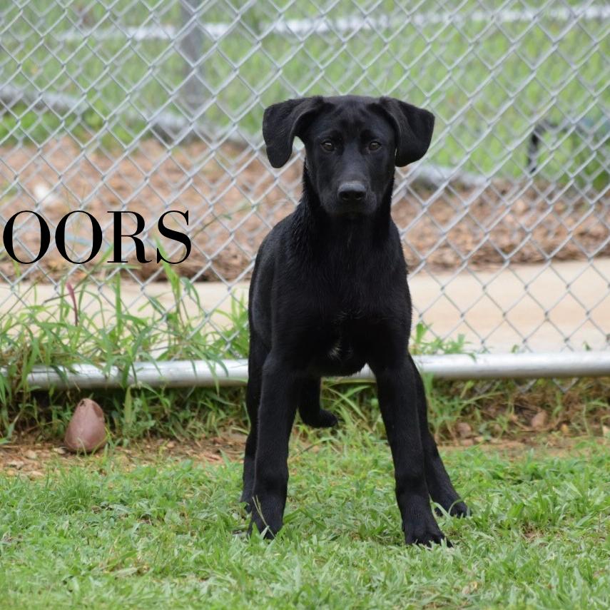 Coors 040905A, Adoptable, Puppy Male Husky & German Shepherd Dog.