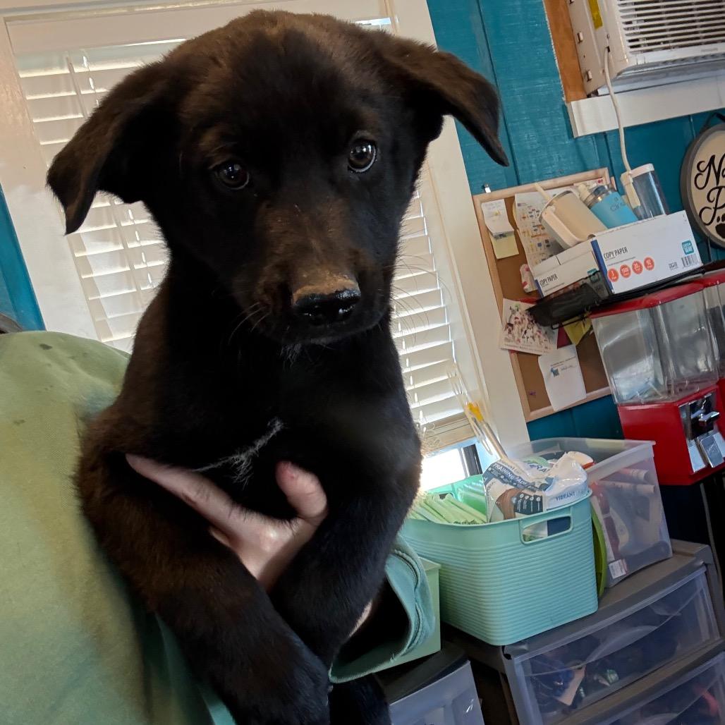 Coors 040905A, Adoptable, Puppy Male Husky & German Shepherd Dog.