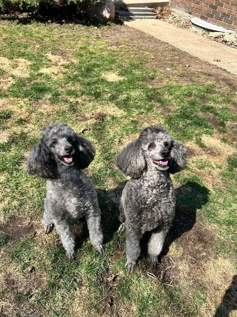 Enlarge Joyce & Ashley, a ADOPTABLE Miniature Poodle in Naperville, IL image 1/6
