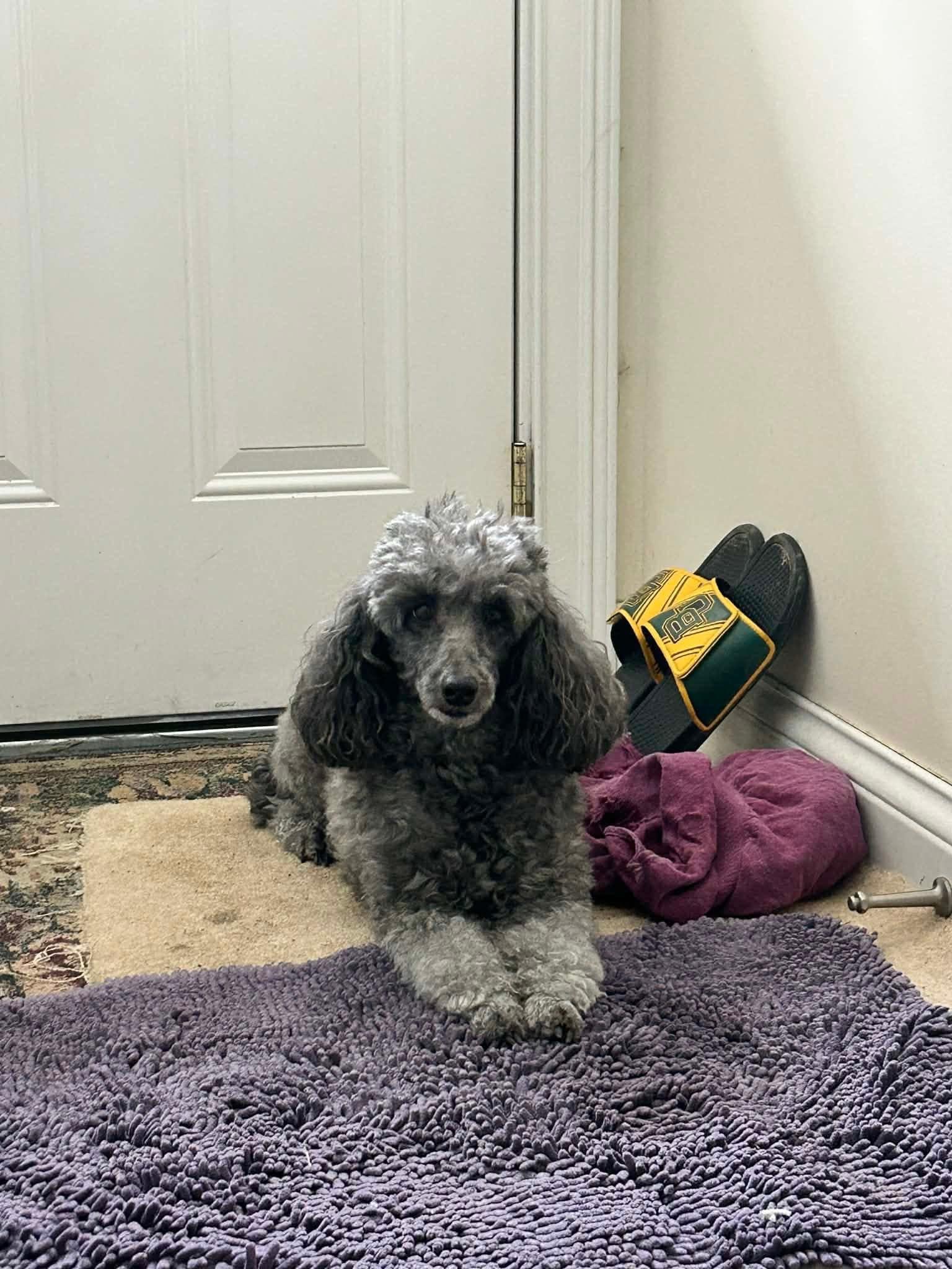 Enlarge Joyce & Ashley, a ADOPTABLE Miniature Poodle in Naperville, IL image 6/6