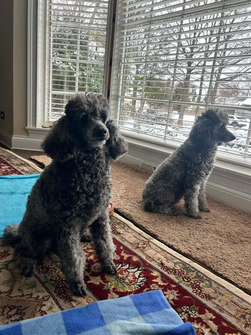 Enlarge Joyce & Ashley, a ADOPTABLE Miniature Poodle in Naperville, IL image 5/6