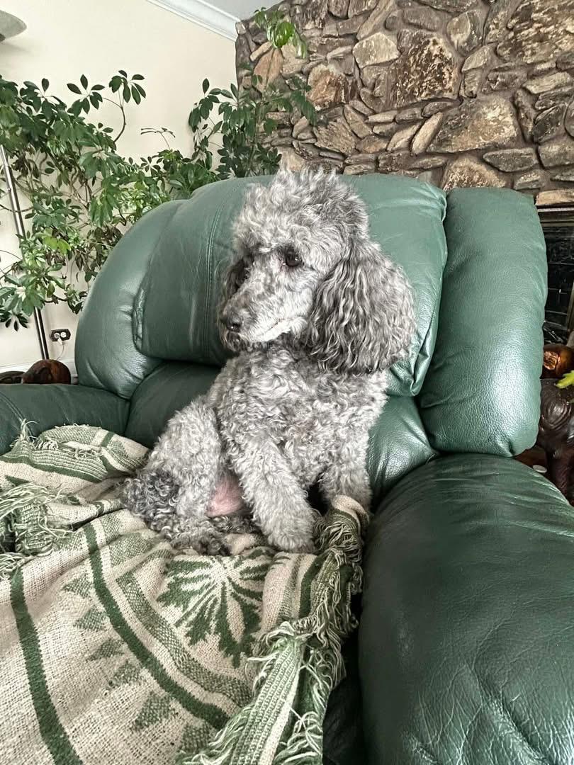 Enlarge Joyce & Ashley, a ADOPTABLE Miniature Poodle in Naperville, IL image 3/6