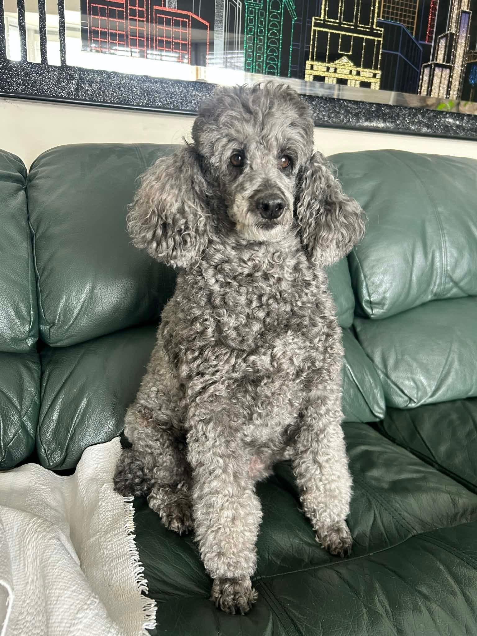 Enlarge Joyce & Ashley, a ADOPTABLE Miniature Poodle in Naperville, IL image 2/6