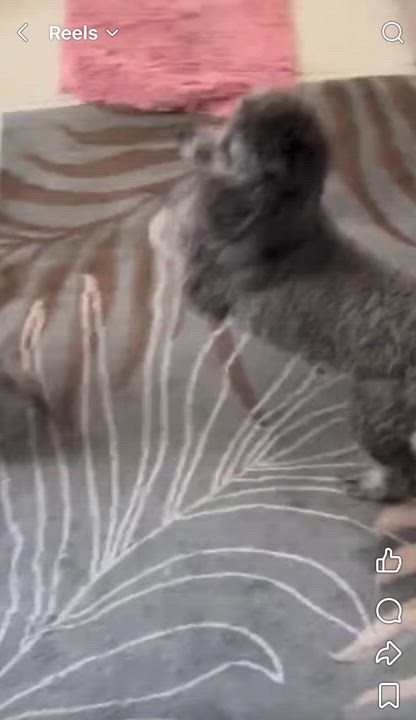 Enlarge Joyce & Ashley, a ADOPTABLE Miniature Poodle in Naperville, IL video 4/6