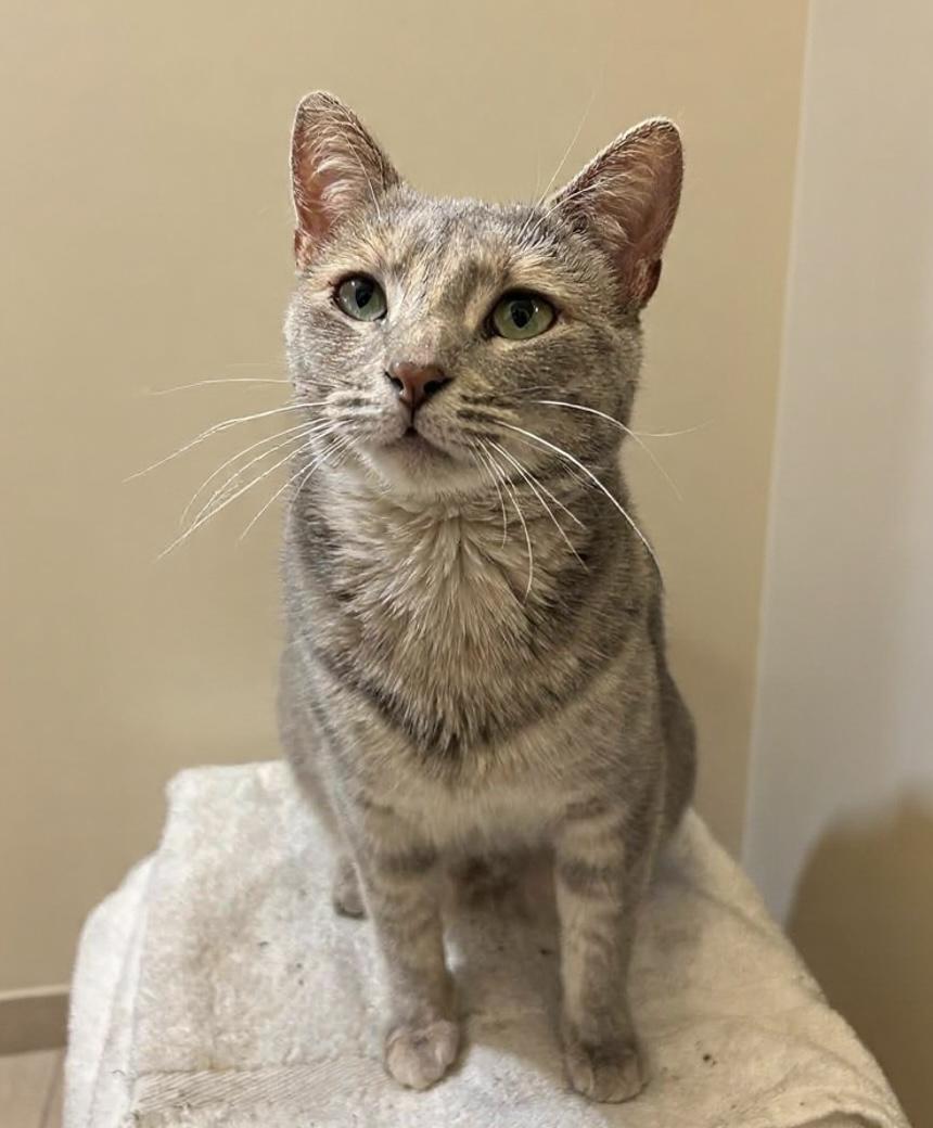 Beatrix, an adopted Domestic Short Hair in Walkertown, NC image 2/4