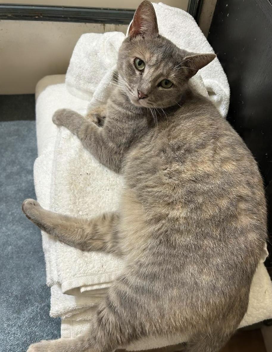 Beatrix, an adopted Domestic Short Hair in Walkertown, NC image 3/4