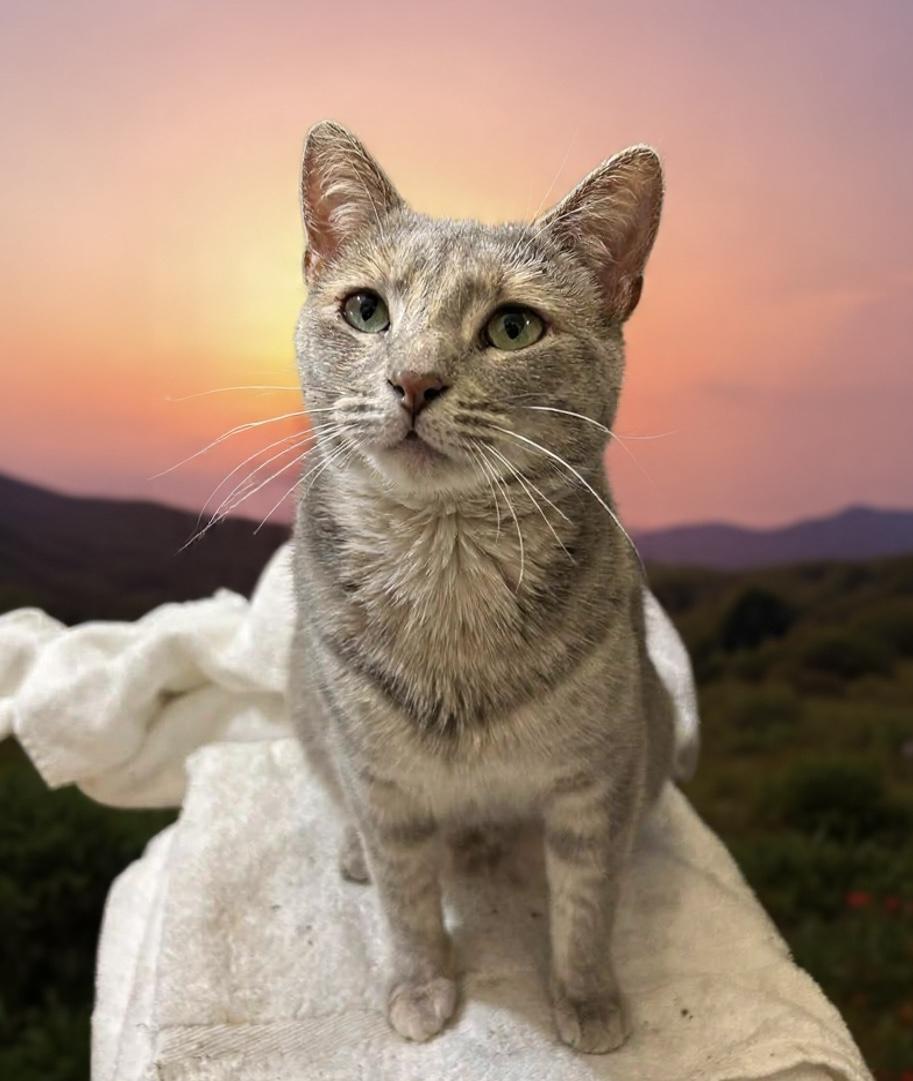 Beatrix, adopted, Young Female Domestic Short Hair.