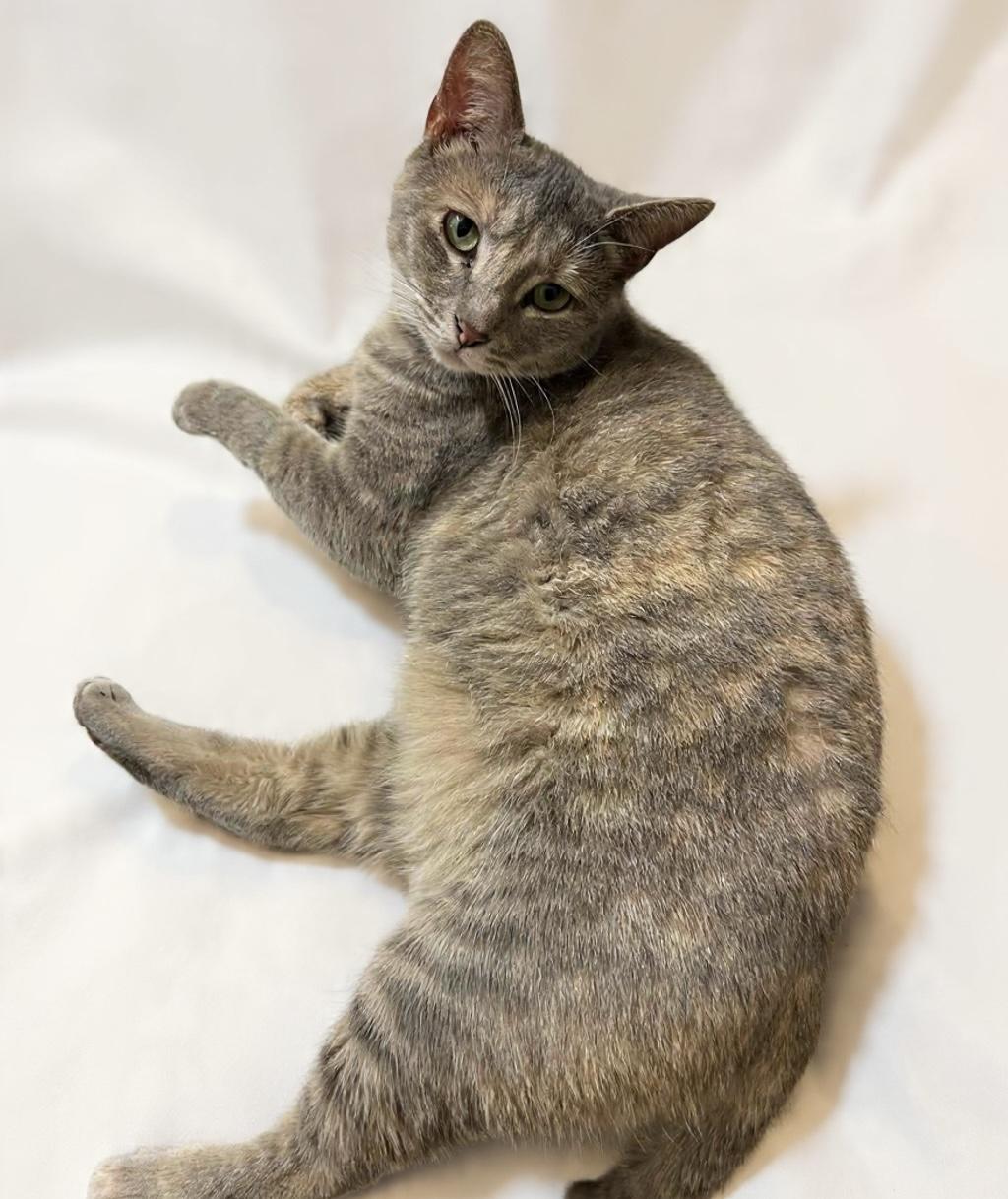 Beatrix, an adopted Domestic Short Hair in Walkertown, NC image 4/4