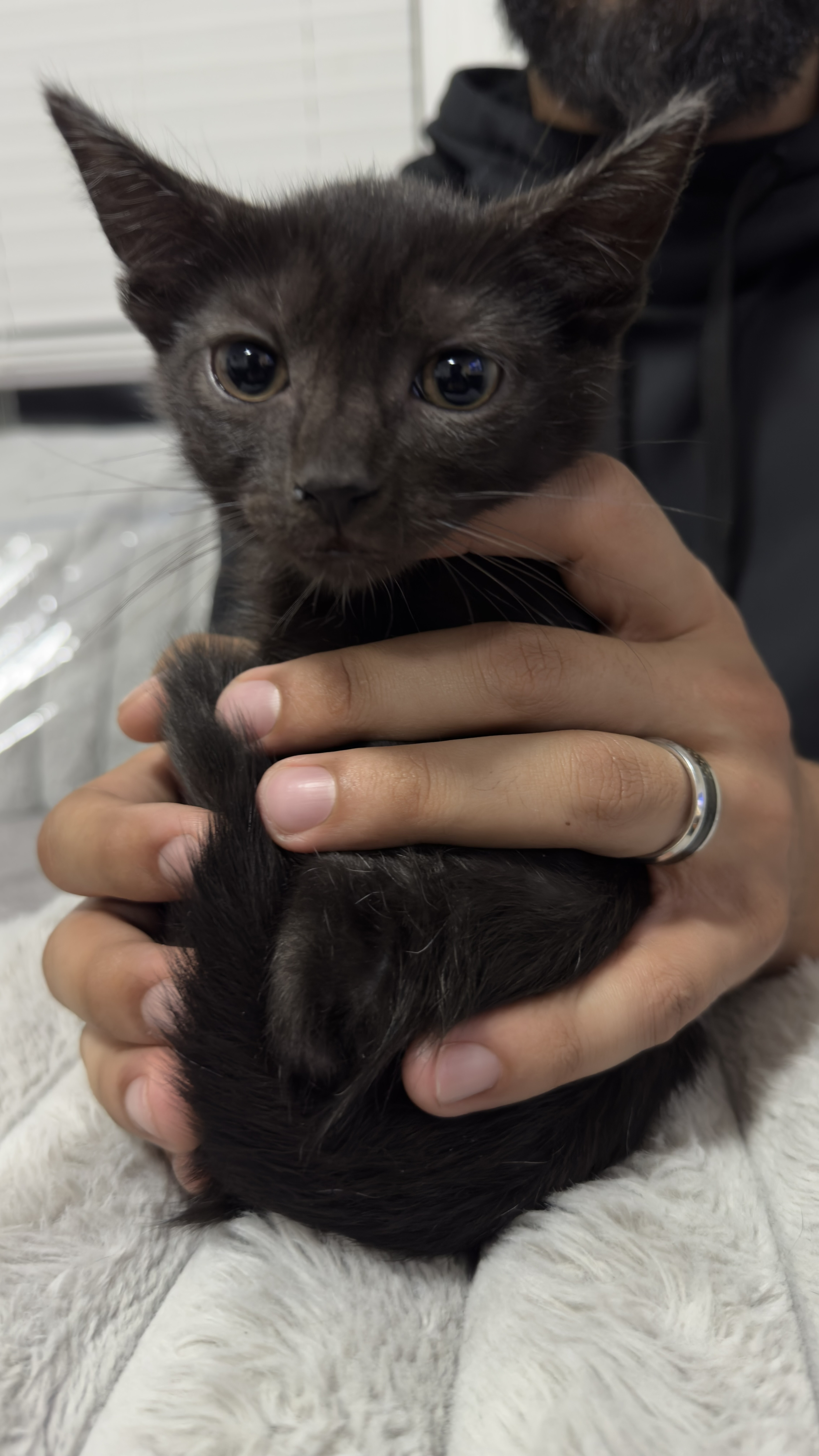 Enlarge Gray (m) & Shadow (f), a Adopted Domestic Short Hair in Fresh Meadows, NY image 2/4