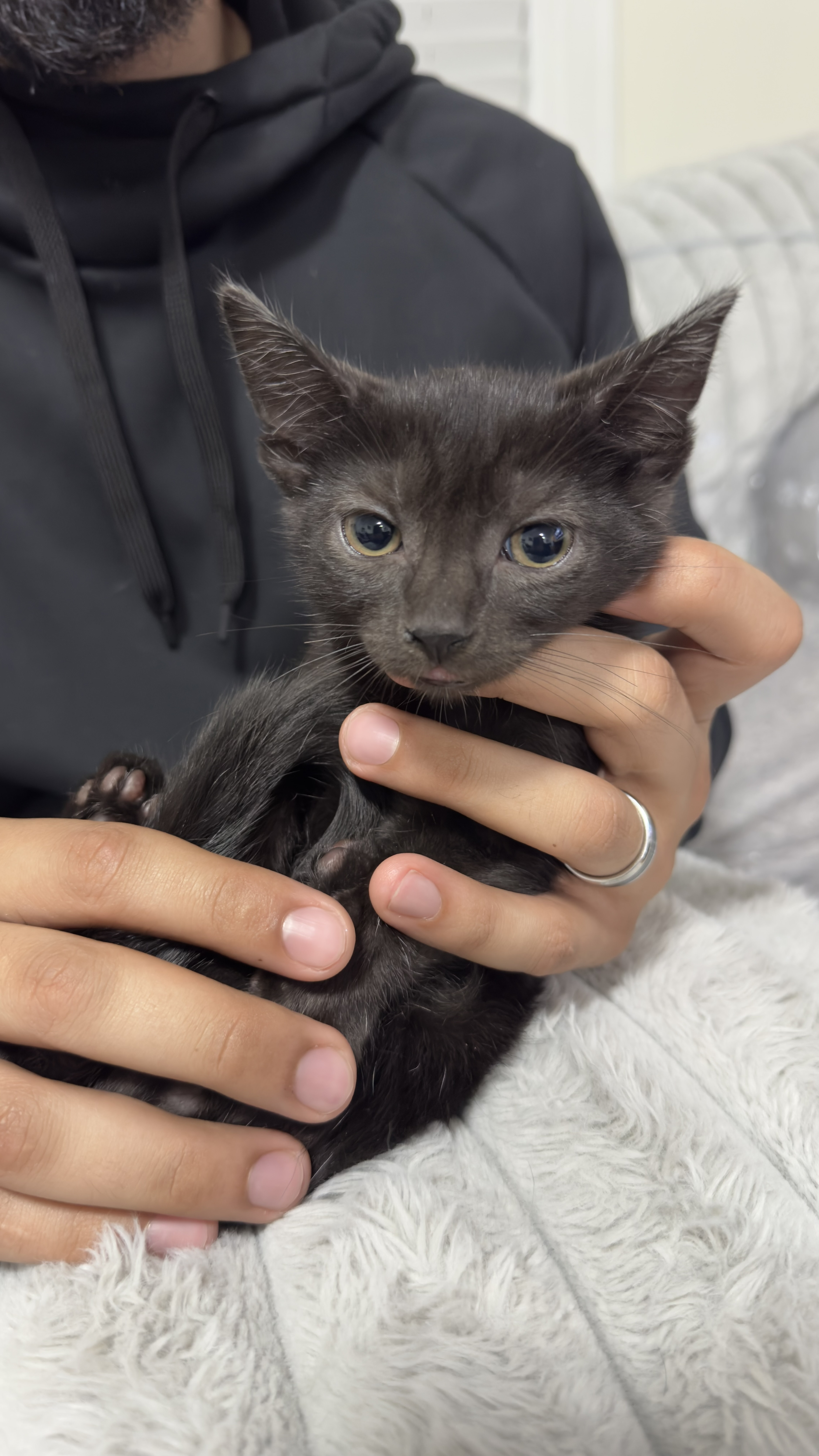 Enlarge Gray (m) & Shadow (f), a Adopted Domestic Short Hair in Fresh Meadows, NY image 4/4