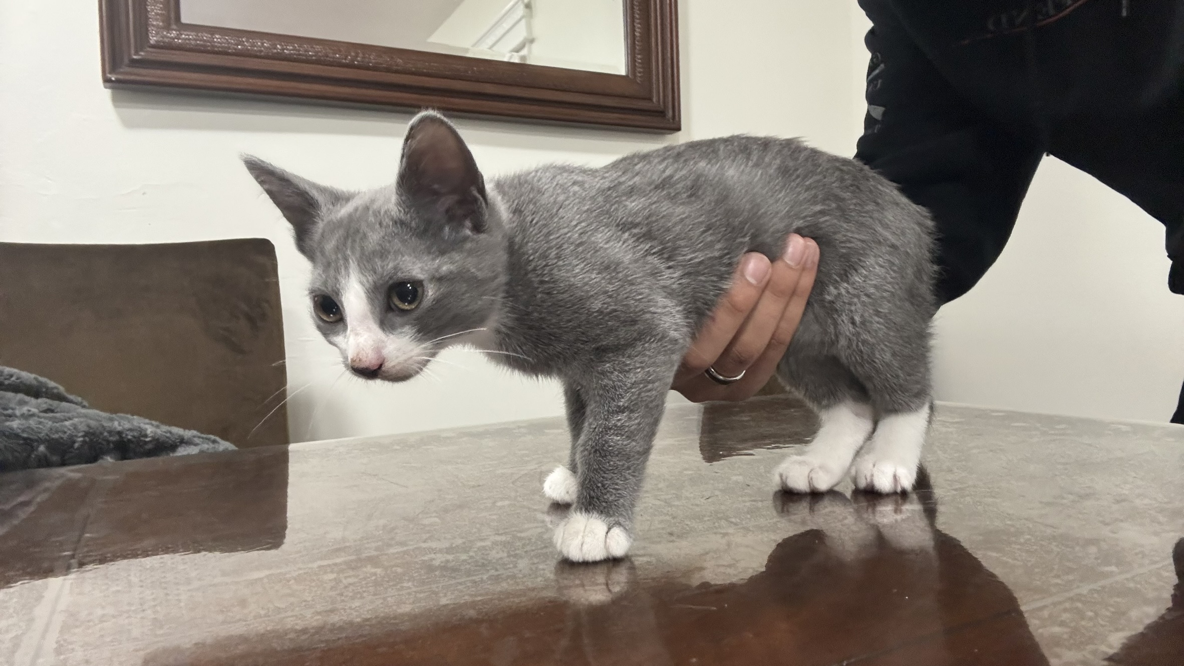 Enlarge Gray (m) & Shadow (f), a Adopted Domestic Short Hair in Fresh Meadows, NY image 1/4