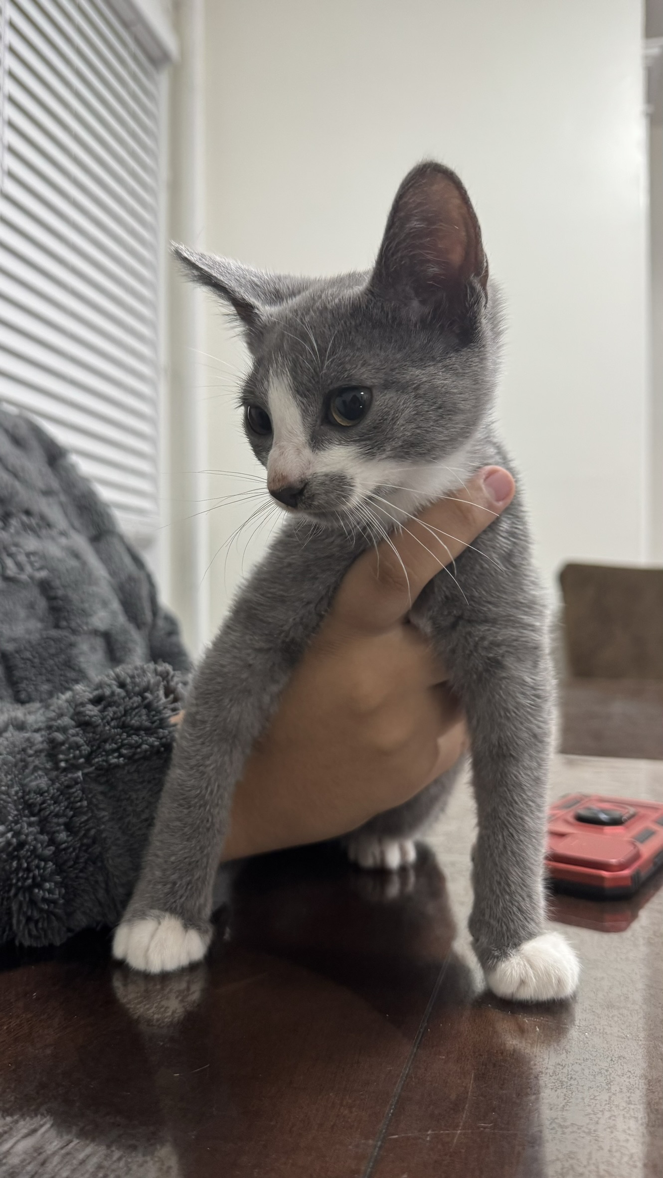 Enlarge Gray (m) & Shadow (f), a Adopted Domestic Short Hair in Fresh Meadows, NY image 3/4