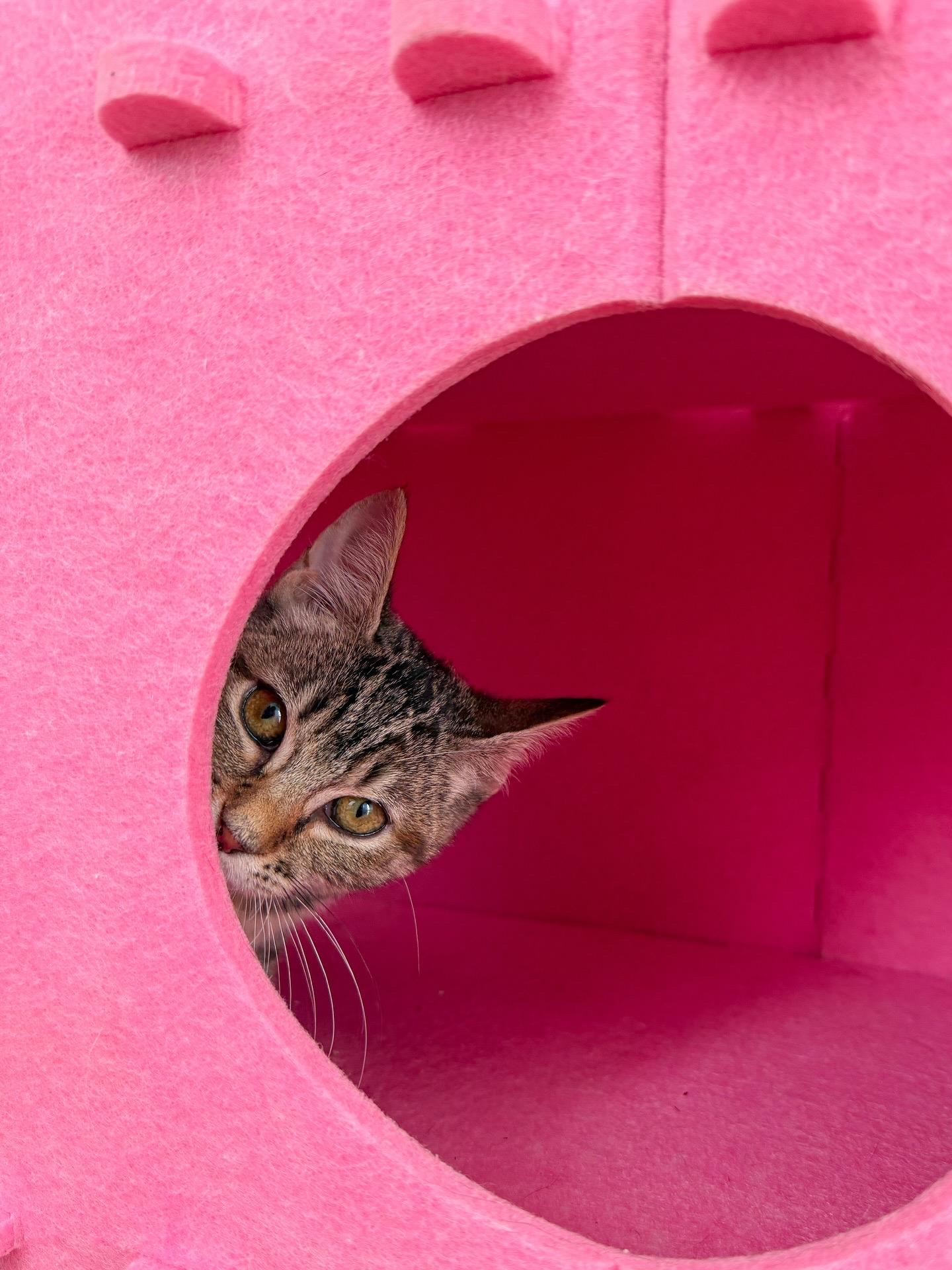 Butterscotch, Adoptable, Young Female Tabby.