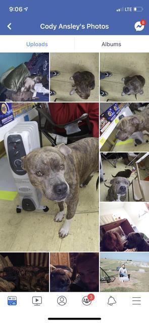 TONKS/ TRUNKS, Adoptable, Senior Male Pit Bull Terrier.