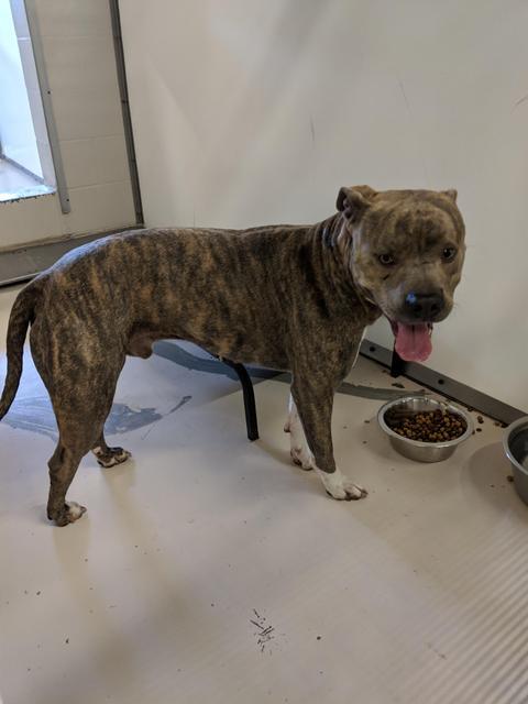 Enlarge TONKS/ TRUNKS, a Adoptable Pit Bull Terrier in Belton, TX image 3/4