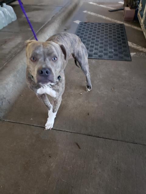 Enlarge TONKS/ TRUNKS, a Adoptable Pit Bull Terrier in Belton, TX image 4/4
