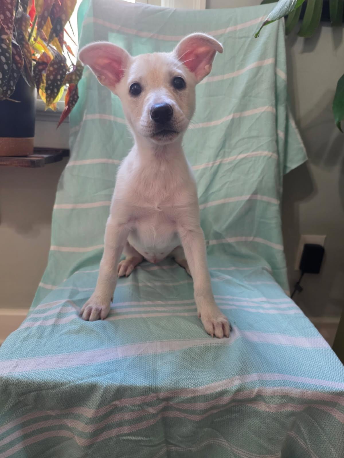 ROSE, Adoptable, Young Female German Shepherd Dog & Border Collie.