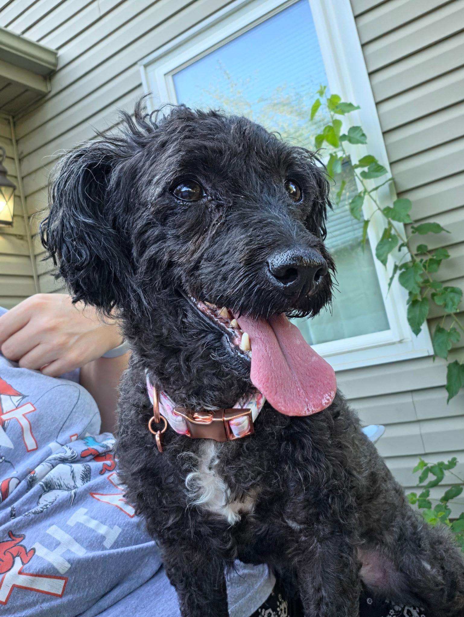 Candi, Adoptable, Adult Female Poodle.