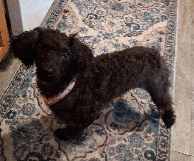 Enlarge Candi, a Adoptable Poodle in Fort Wayne, IN image 2/3