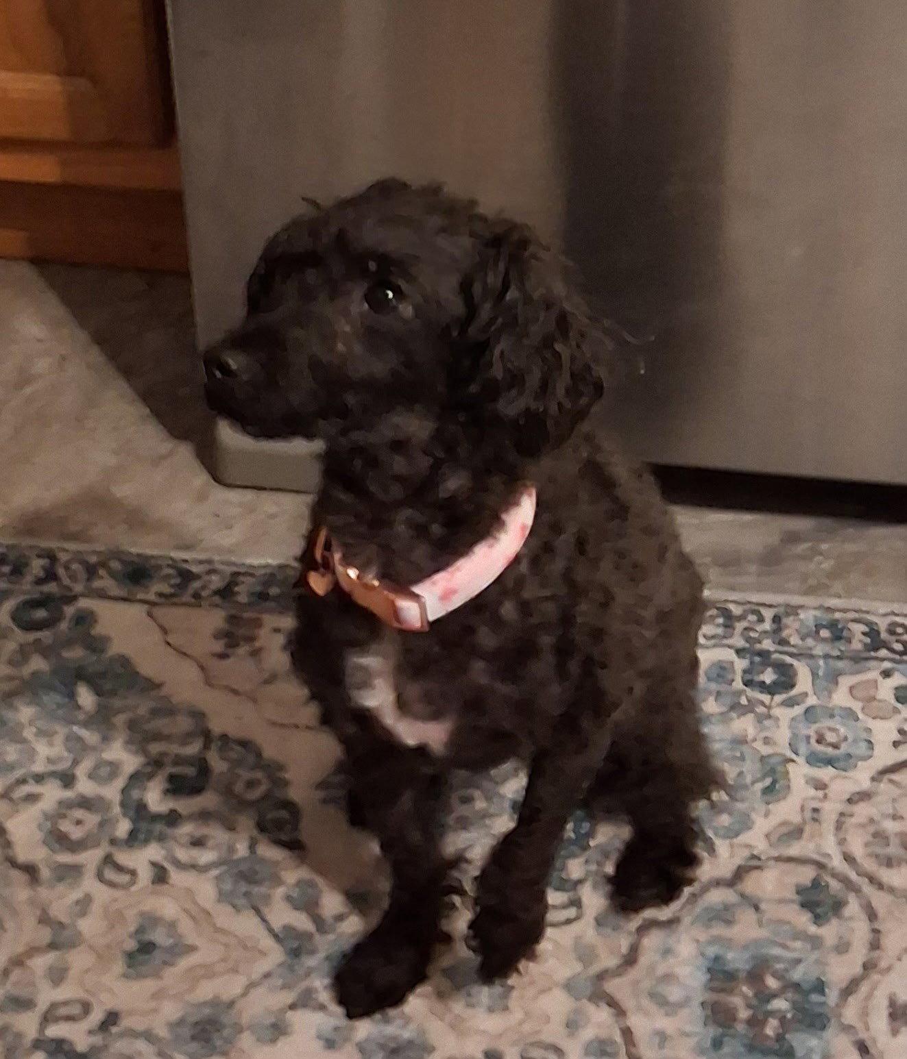 Enlarge Candi, a Adoptable Poodle in Fort Wayne, IN image 3/3