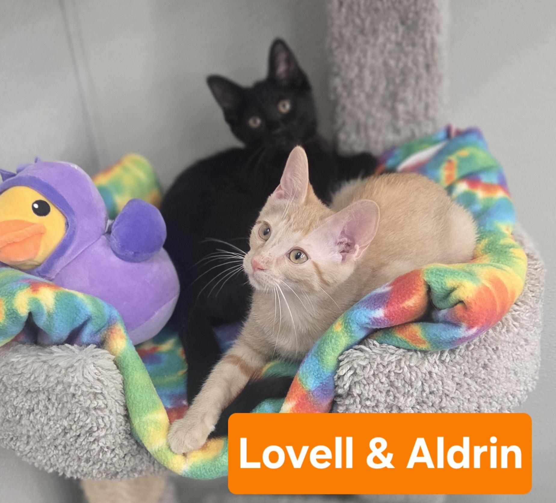 Aldrin amd Lovell, an adopted Tabby in Brighton, MI image 4/5