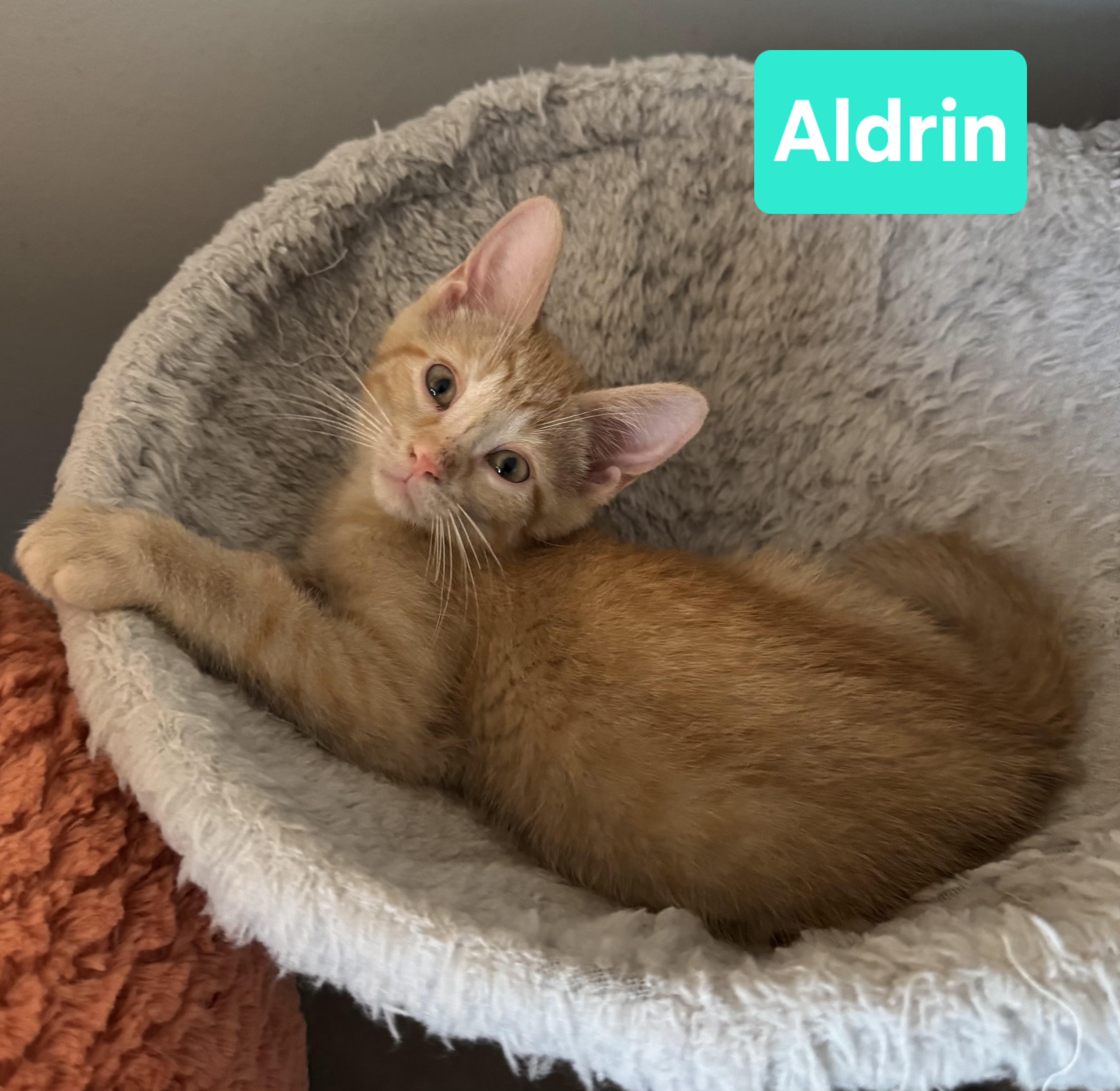 Aldrin amd Lovell, an adopted Tabby in Brighton, MI image 3/5