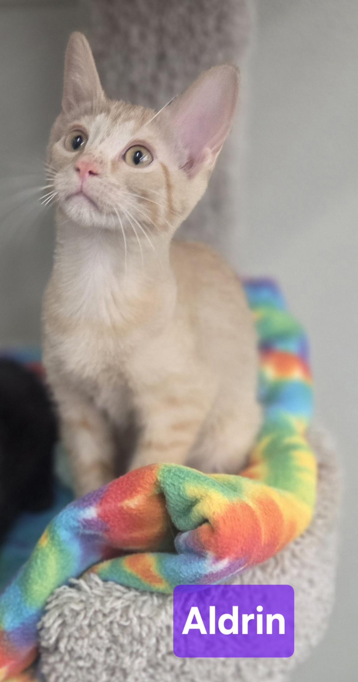 Aldrin amd Lovell, adopted, Kitten Male Tabby.