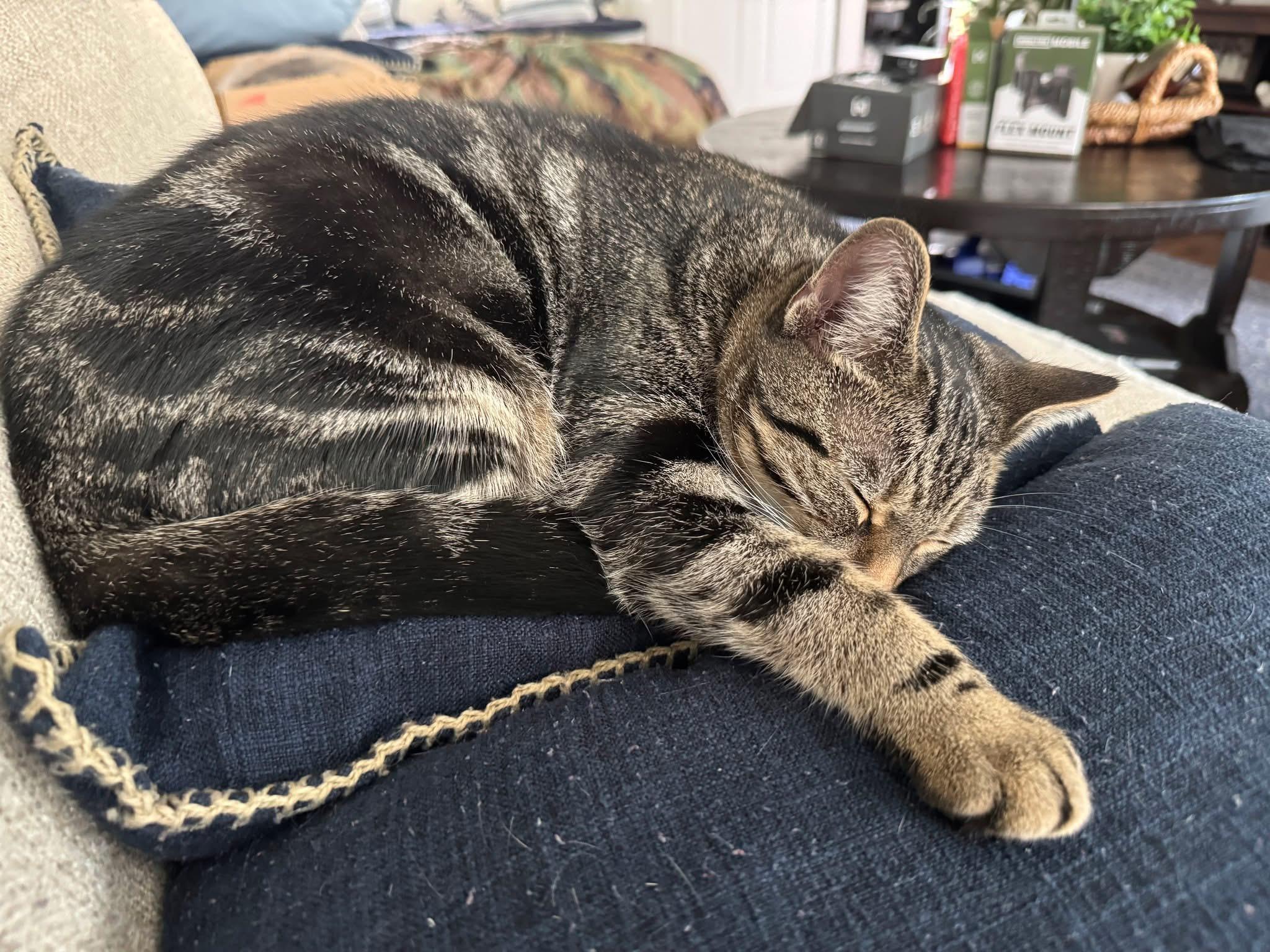 Frodo, Adoptable, Kitten Male Domestic Short Hair.