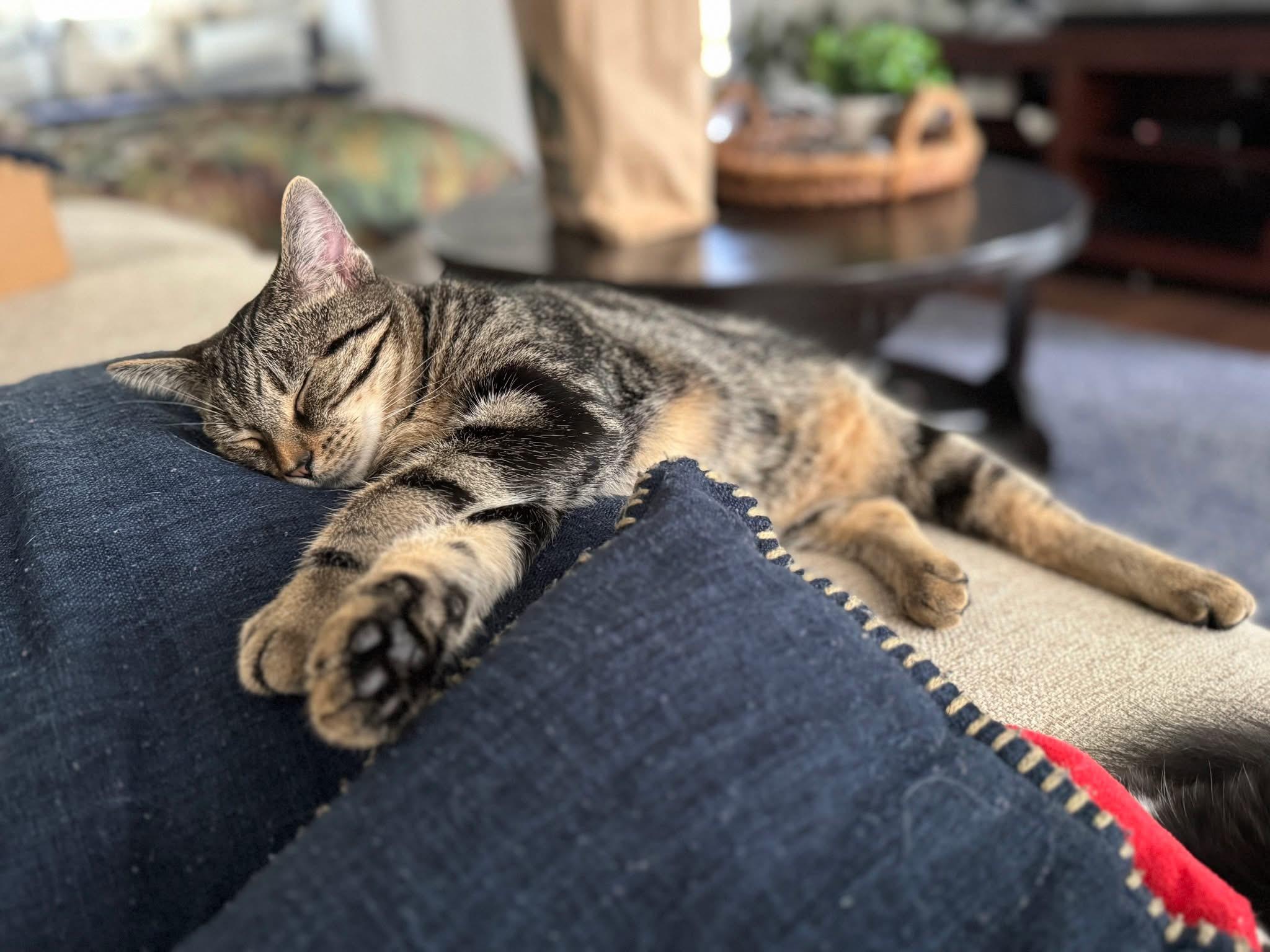 Enlarge Frodo, a Adoptable Domestic Short Hair in Carnegie, PA image 2/4
