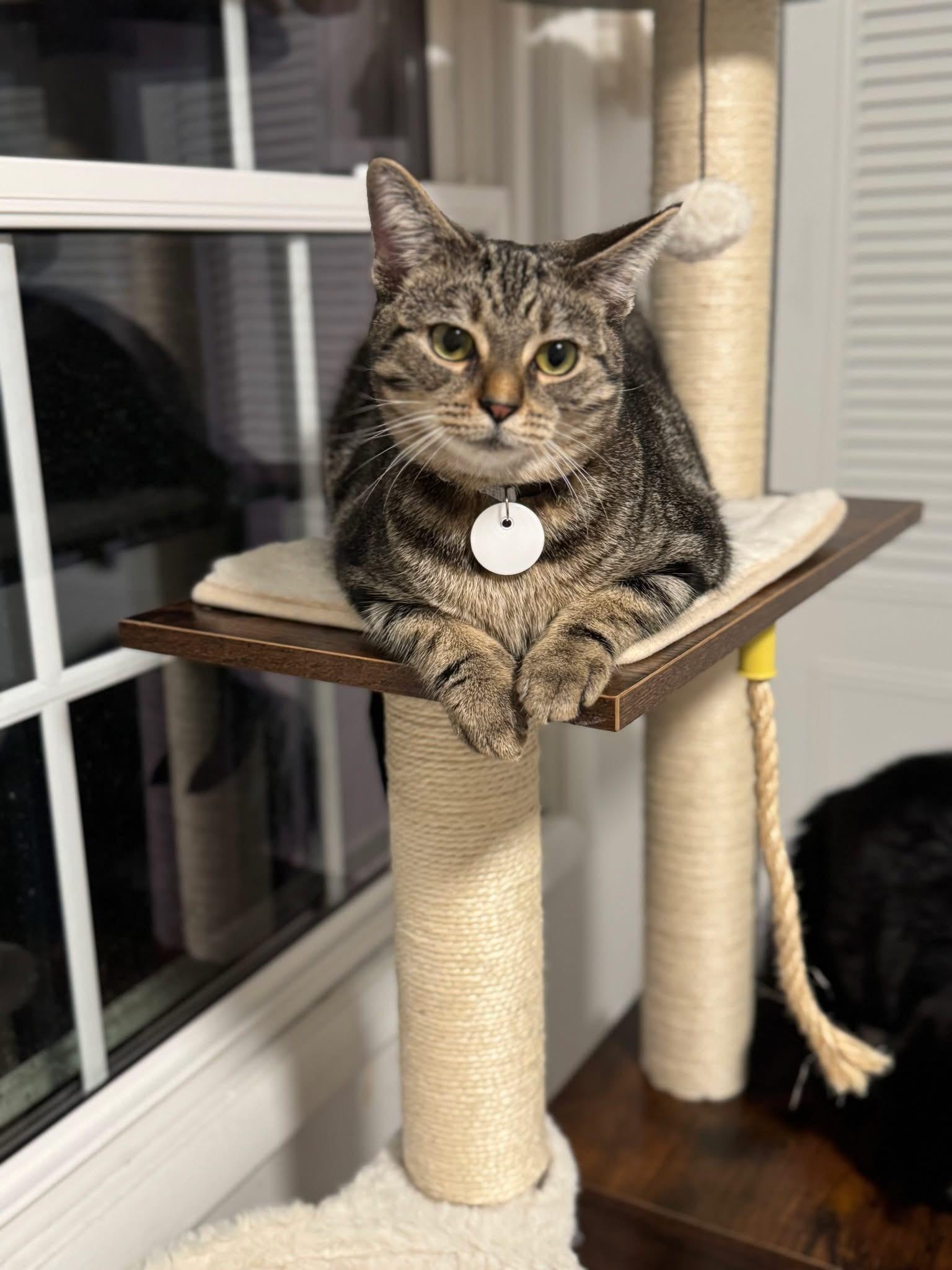 Enlarge Frodo, a Adoptable Domestic Short Hair in Carnegie, PA image 4/4